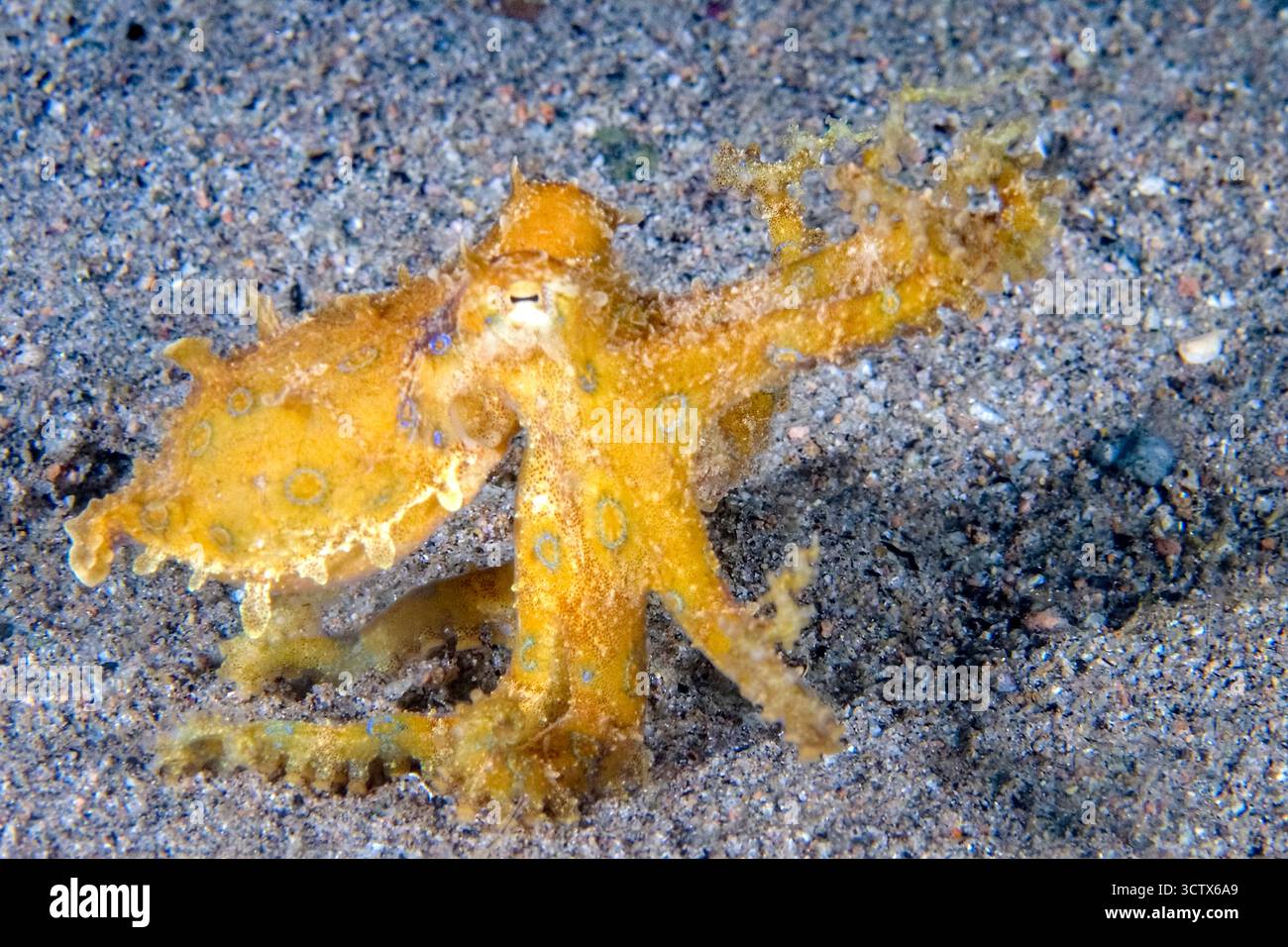 Poulpe à anneaux bleus, Hapalochlaena lunulata, sanctuaire marin de Dauin, Negros Oriental, île de Negros, Philippines, mer de Bohol, Océan Pacifique Banque D'Images