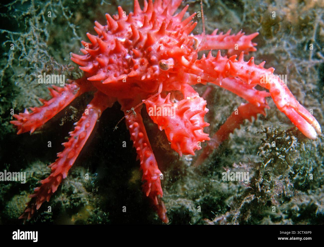Crabe royal de l'Alaska, crabe royal rouge, crabe du Kamchatka, Paralithodes camtschaticus, île Kodiak, juvénile, Alaska, États-Unis, Océan Pacifique Banque D'Images