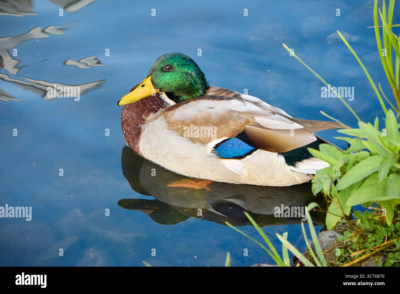 Un canard colvert vibrant repose paisiblement sur l'eau, sa tête verte irisée se reflétant dans la surface calme aux côtés de roseaux verts luxuriants. Banque D'Images