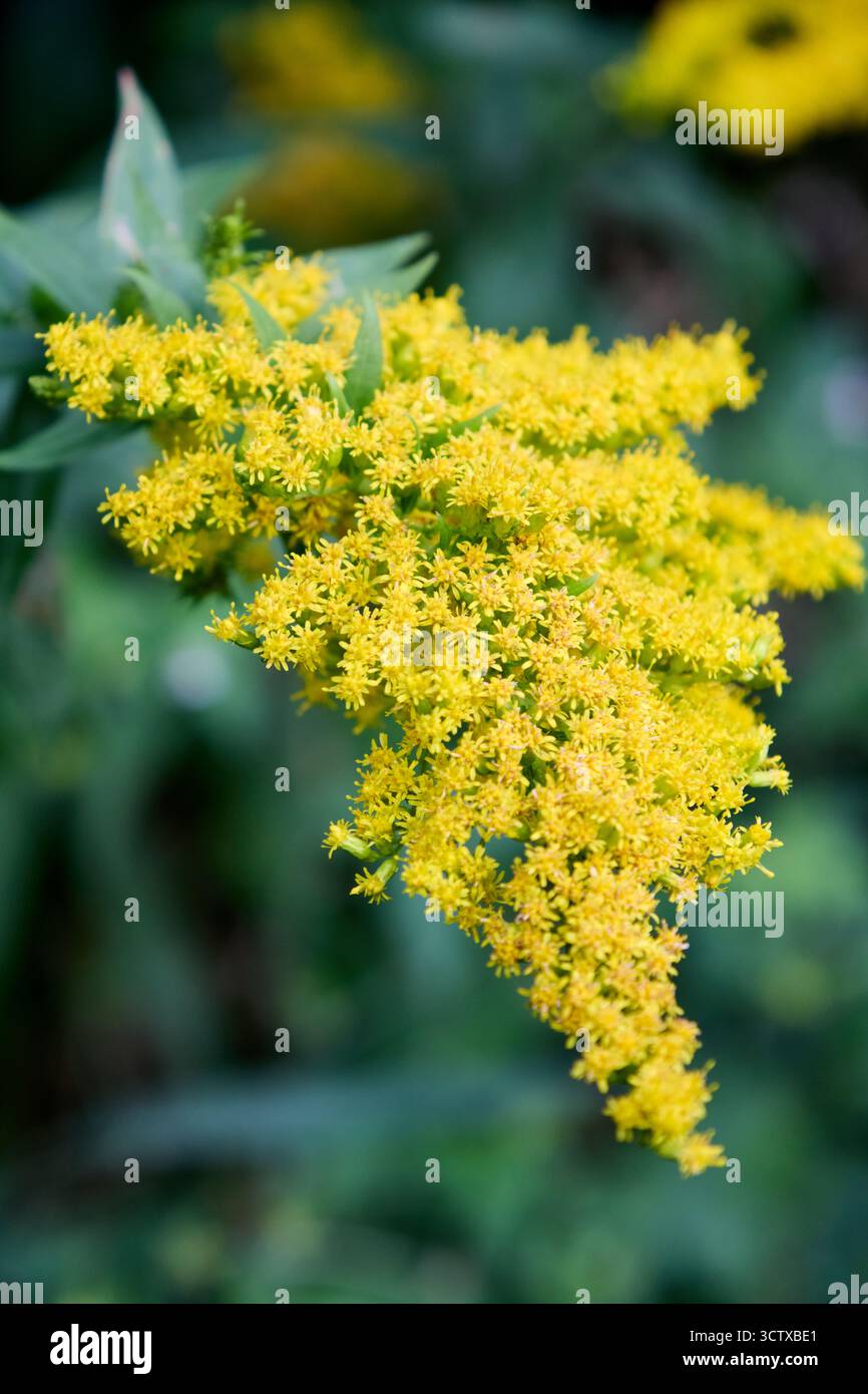 Gros plan saisit la beauté rayonnante de Solidago canadensis, communément appelé verge d'or du Canada, mettant en valeur ses fleurs jaunes vibrantes en vif Banque D'Images