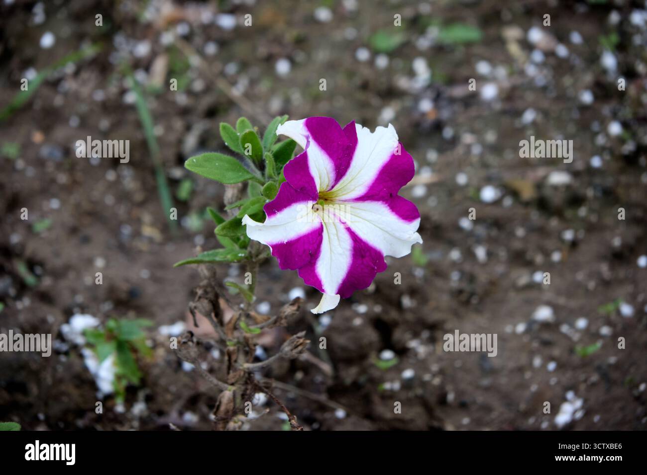Fleur de pétunia violette et blanche saisissante en pleine floraison, se distinguant sur un fond naturel et terreux avec un sol flou et de minuscules particules blanches. Banque D'Images