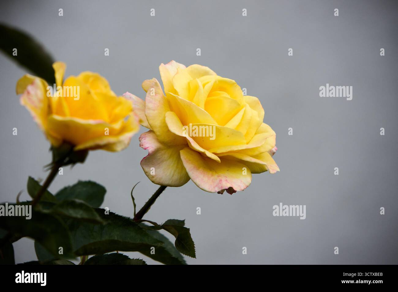 De belles roses jaunes en pleine floraison se dressent sur un fond gris flou, mettant en valeur l'élégance de la nature et les contrastes de couleurs subtils Banque D'Images