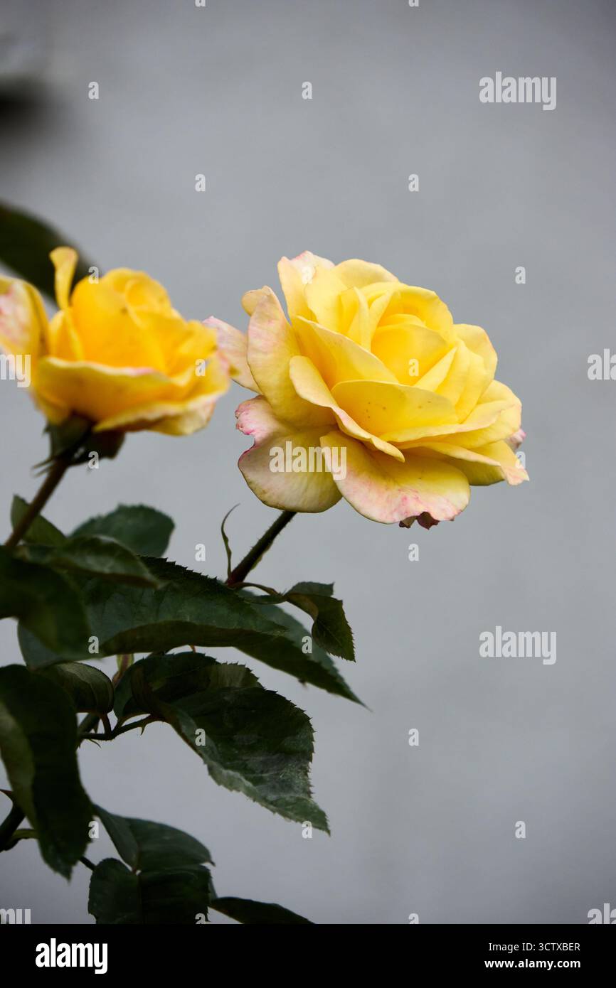 Deux roses jaunes, dont une en pleine floraison, se distinguent sur un fond gris doux, illuminé par la lumière naturelle dans un jardin. Banque D'Images