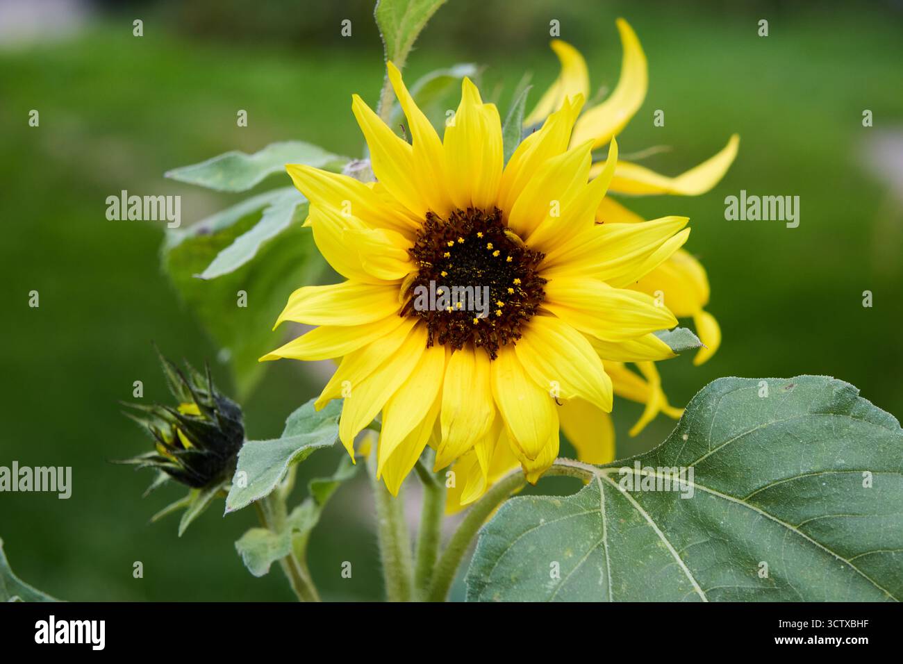 Gros plan d'un tournesol jaune vif en pleine floraison avec un tournesol en herbe et des feuilles vert flou sur un fond vert doux, à l'extérieur. Banque D'Images