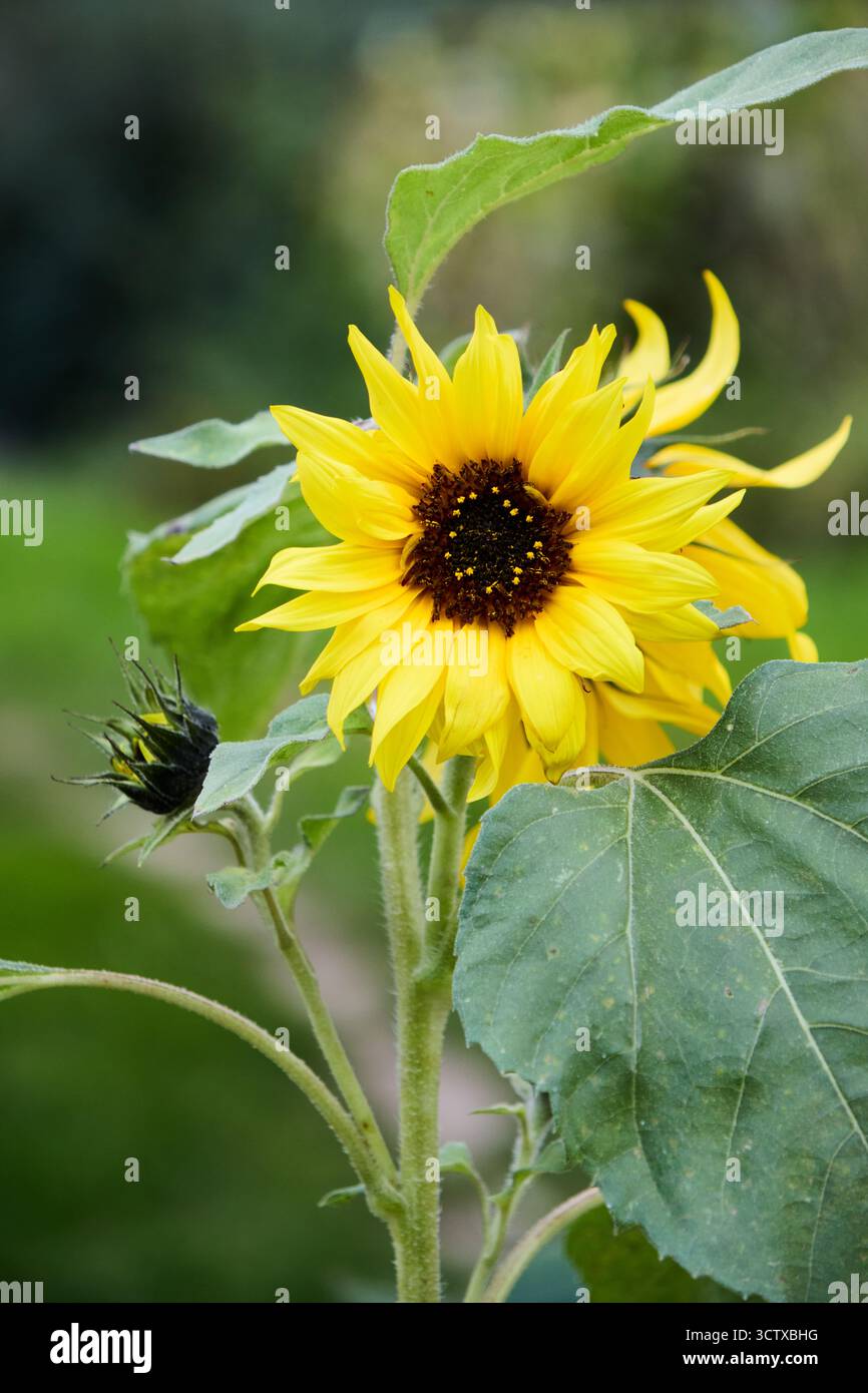 Un tournesol vibrant met en valeur sa beauté dans un cadre de jardin, avec un centre sombre et des pétales jaune vif sur fond vert. Banque D'Images