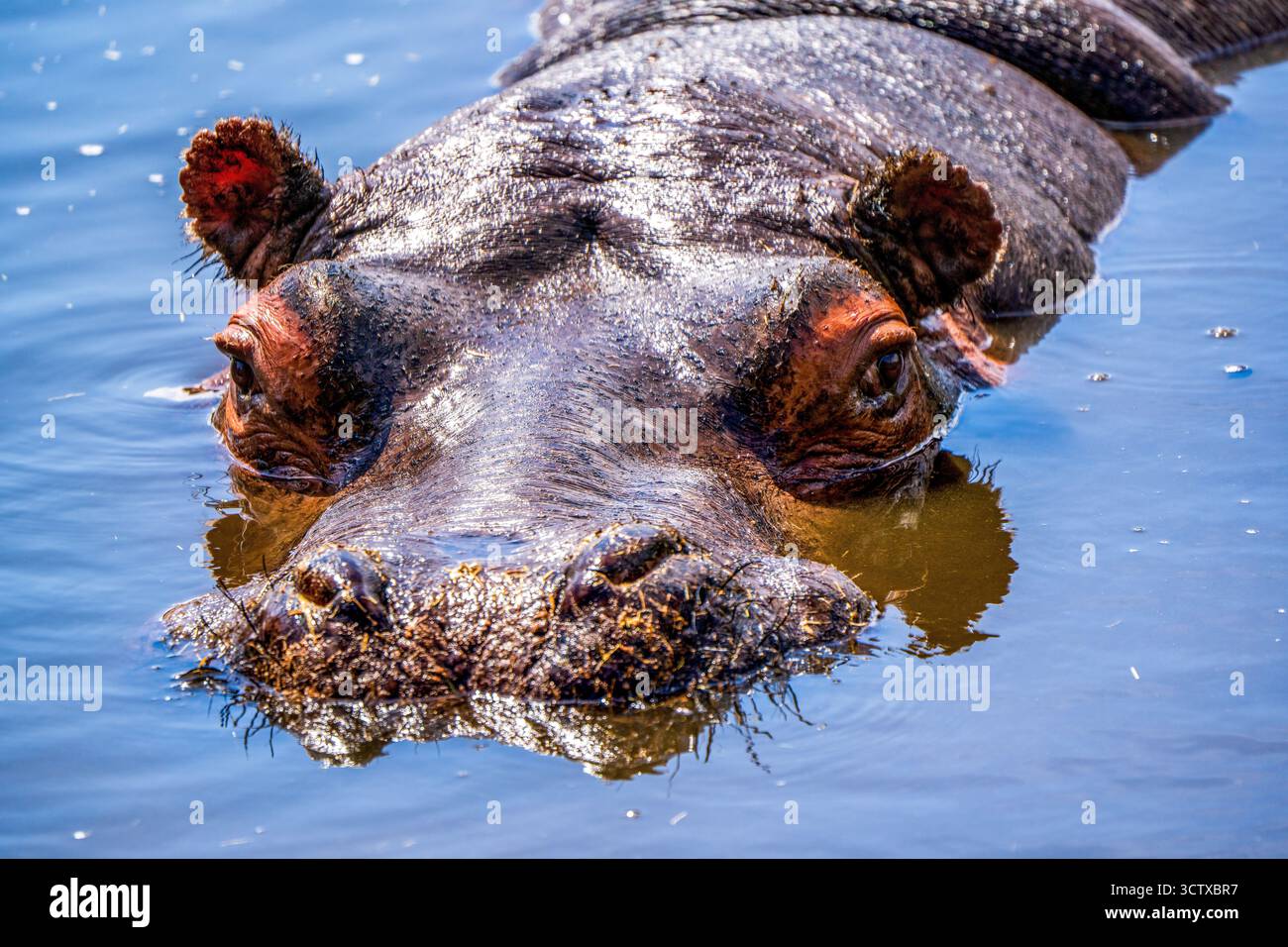 Gros plan d'un hippopotame partiellement immergé dans l'eau dans son habitat naturel Banque D'Images