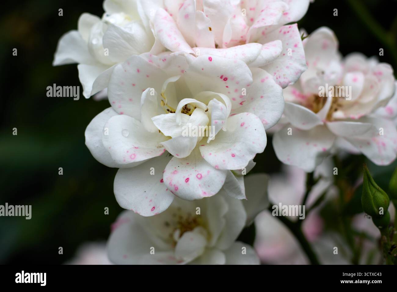 De délicates roses blanches avec des taches roses et des gouttelettes d'eau créent une composition florale intime et magnifique dans un jardin luxuriant. Banque D'Images