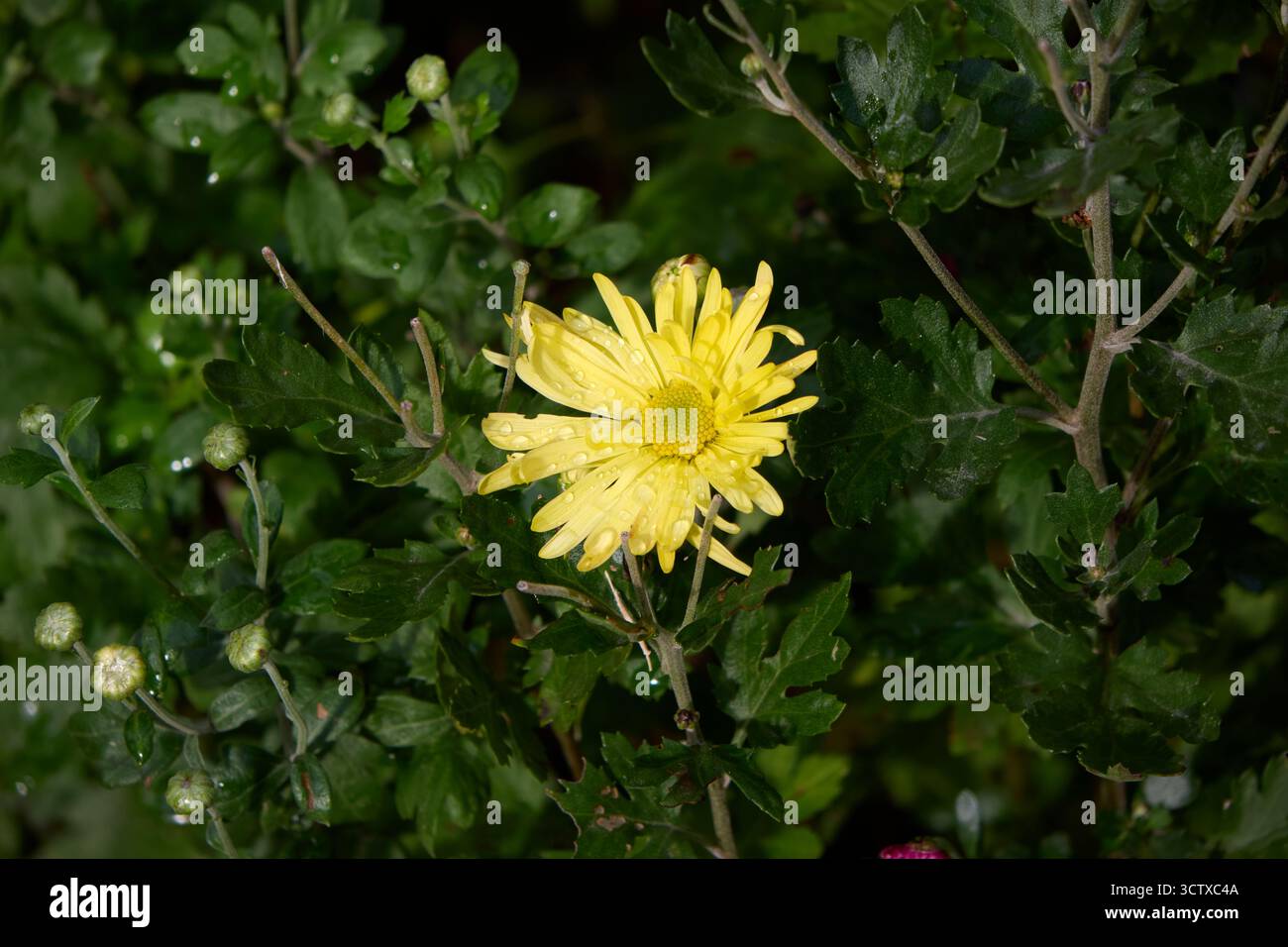 Une fleur de chrysanthème jaune unique fleurit au milieu d'un feuillage vert luxuriant, ses pétales ornés de gouttelettes d'eau pétillante, créant un cadre serein et frais Banque D'Images