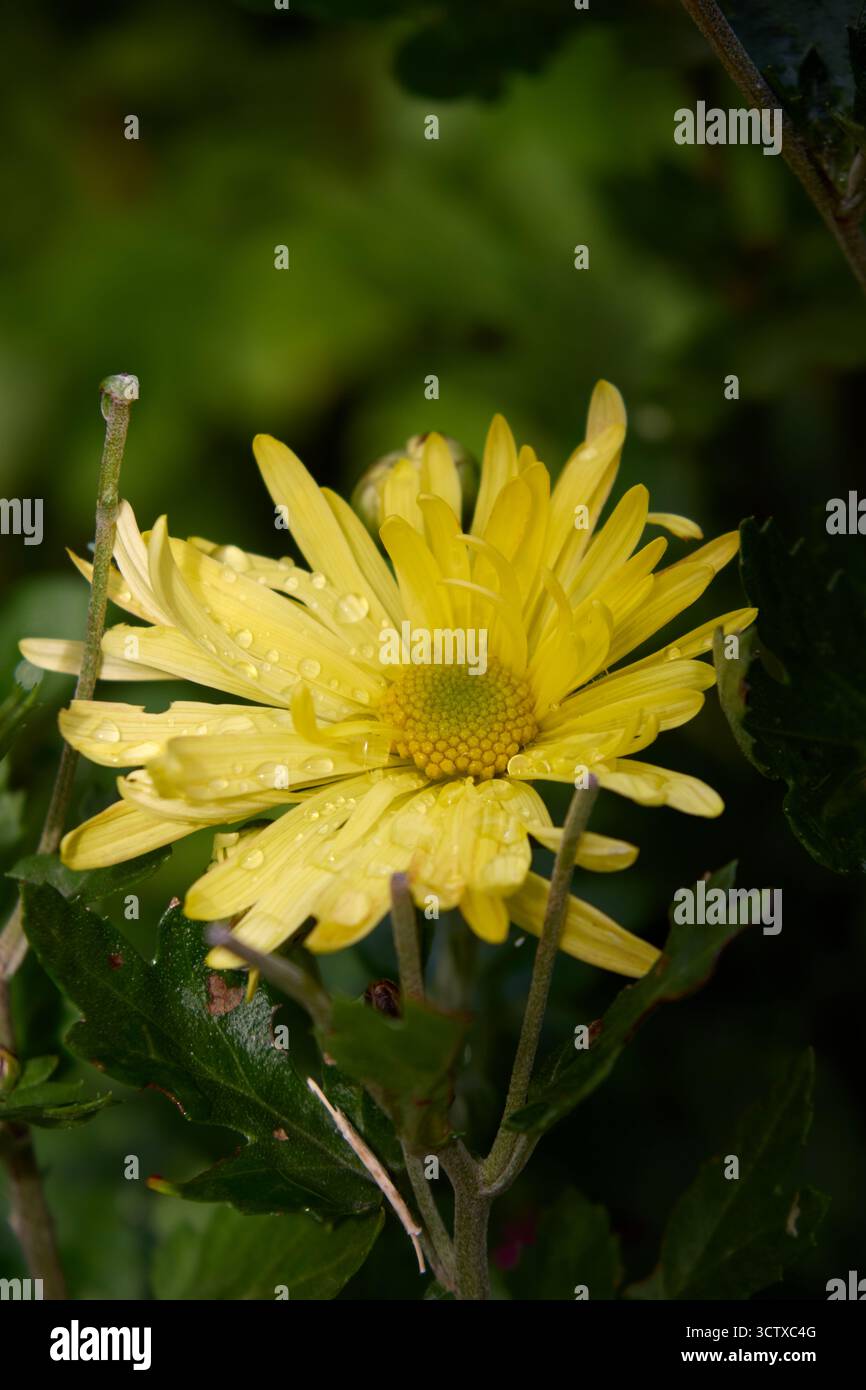 Gros plan d'une fleur de chrysanthème jaune vif, scintillante avec de délicates gouttelettes d'eau, entourée d'un feuillage vert éclatant dans une lumière douce et naturelle. Banque D'Images