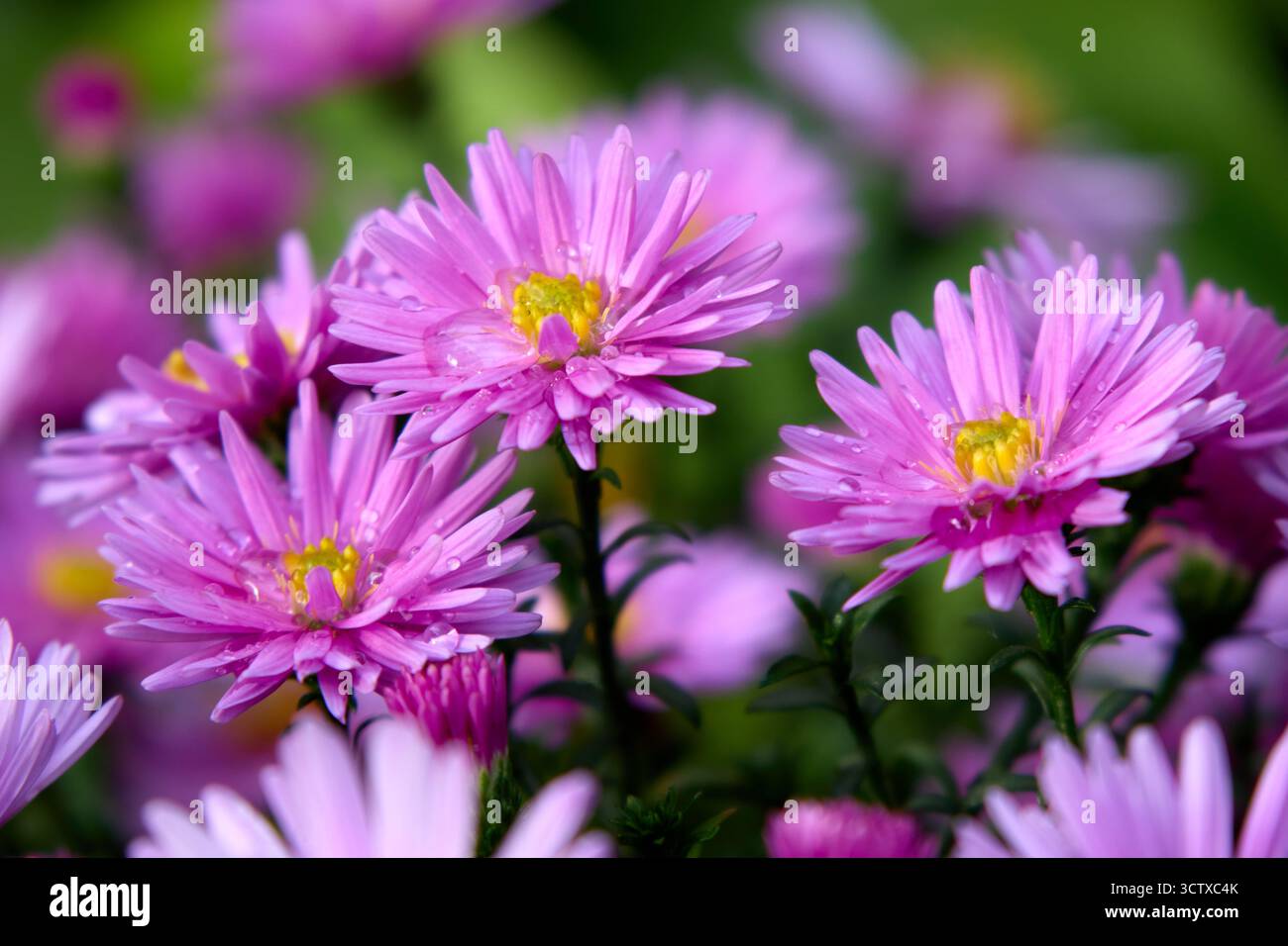 Un gros plan saisissant capture la beauté complexe des asters violets, leurs pétales ornés de gouttelettes d'eau scintillantes, sur un doux et flou Banque D'Images