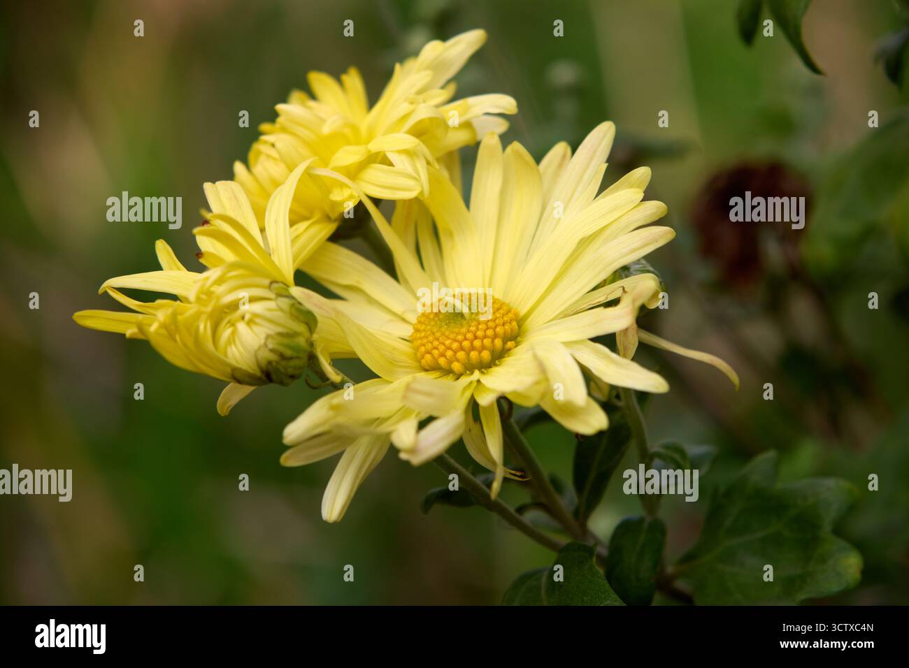 Un amas vibrant de chrysanthèmes jaunes en pleine floraison, affichant des pétales délicats et un centre doré, sur un fond doux et flou. Banque D'Images