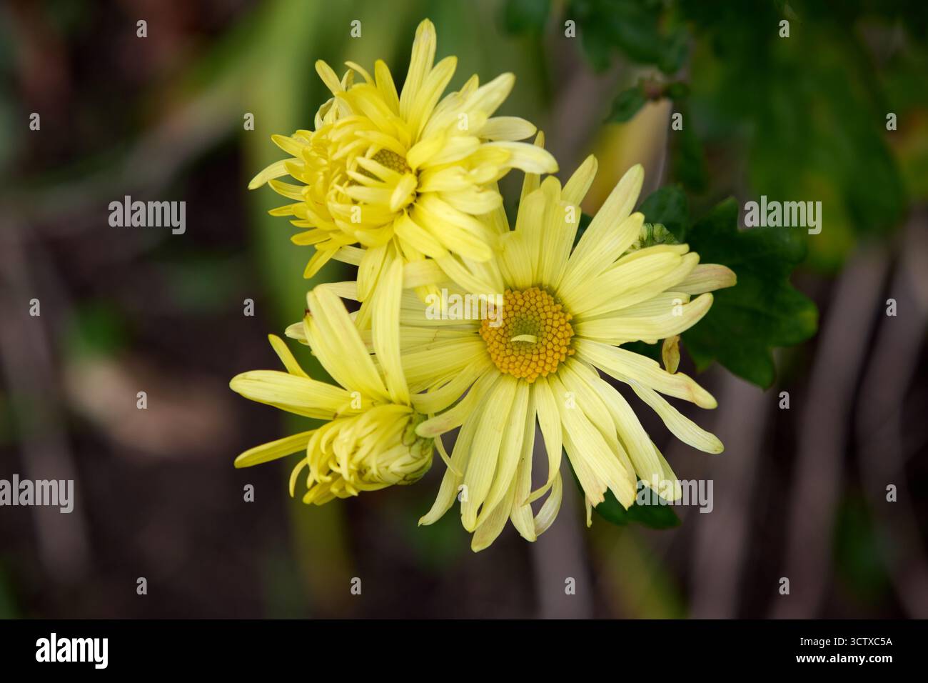 Charmants chrysanthèmes jaunes en pleine floraison, affichant des pétales complexes et une teinte jaune rayonnante, sur un fond doux et flou de la nature. Banque D'Images