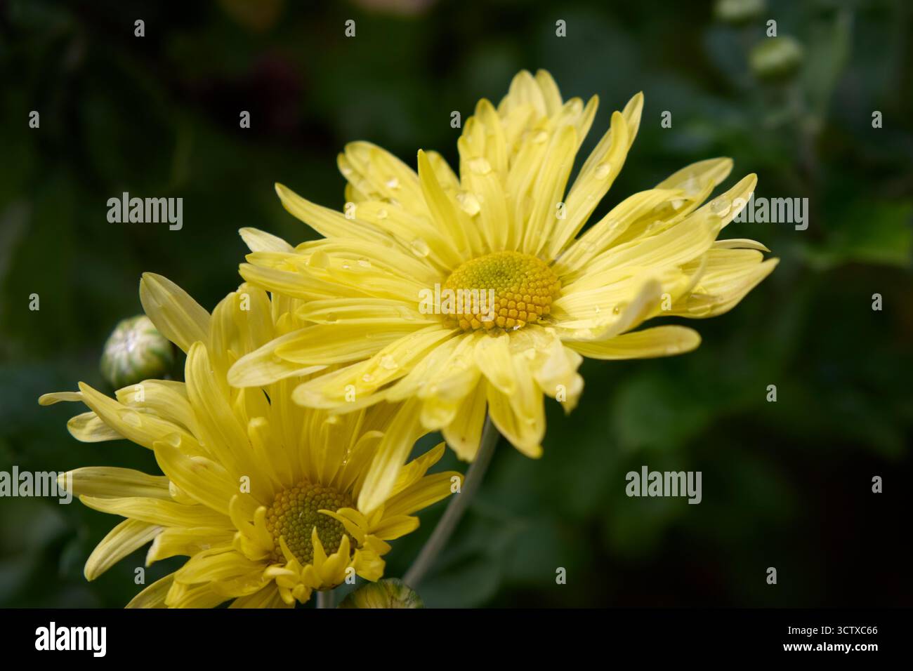 Un gros plan captivant capture les détails complexes des chrysanthèmes jaunes éclatants, ornés de fines gouttelettes d'eau, sur un flou Banque D'Images