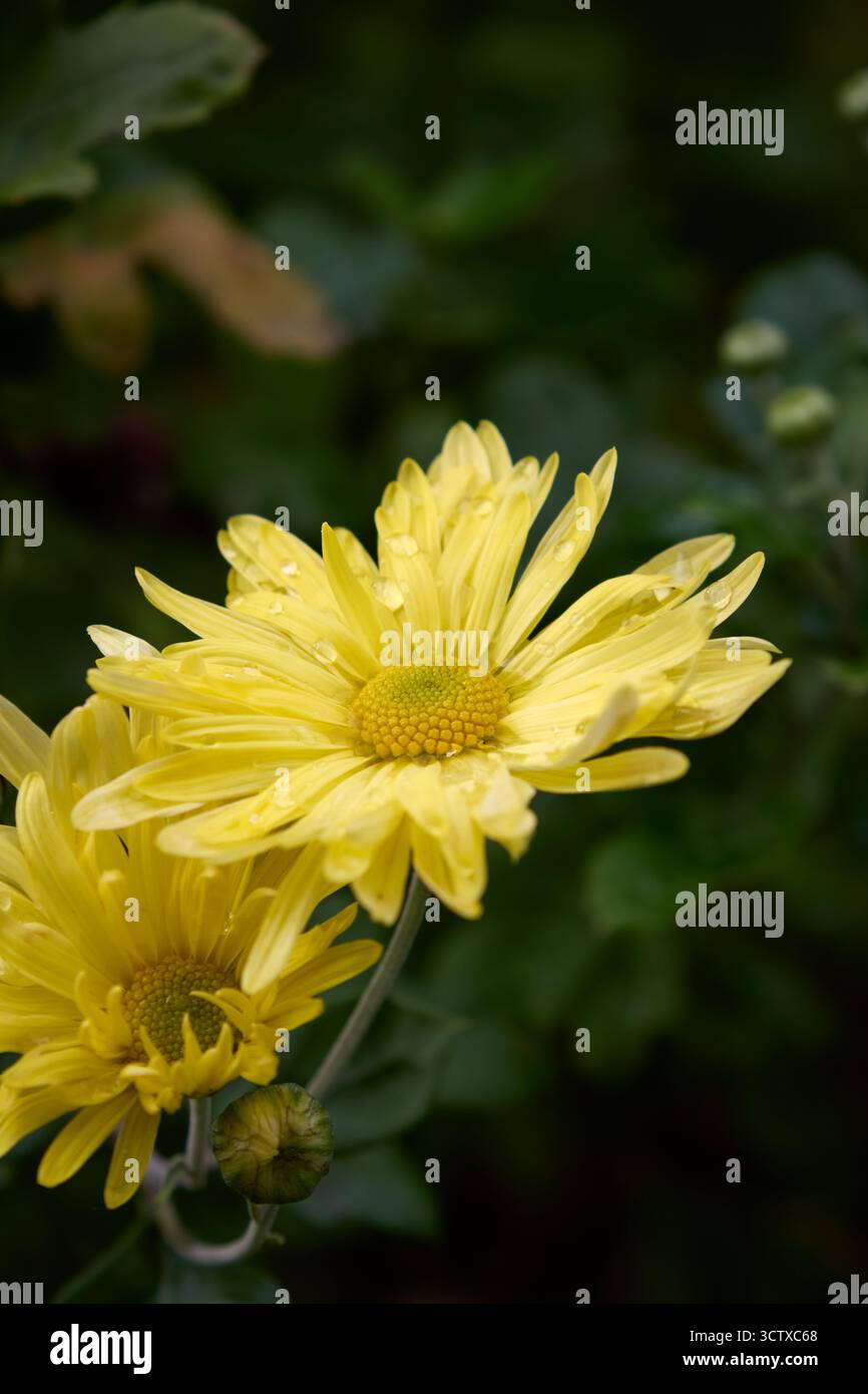 Gros plan captivant de chrysanthèmes jaunes ornés de gouttelettes d'eau scintillantes, sur fond vert luxuriant et lumière naturelle Banque D'Images