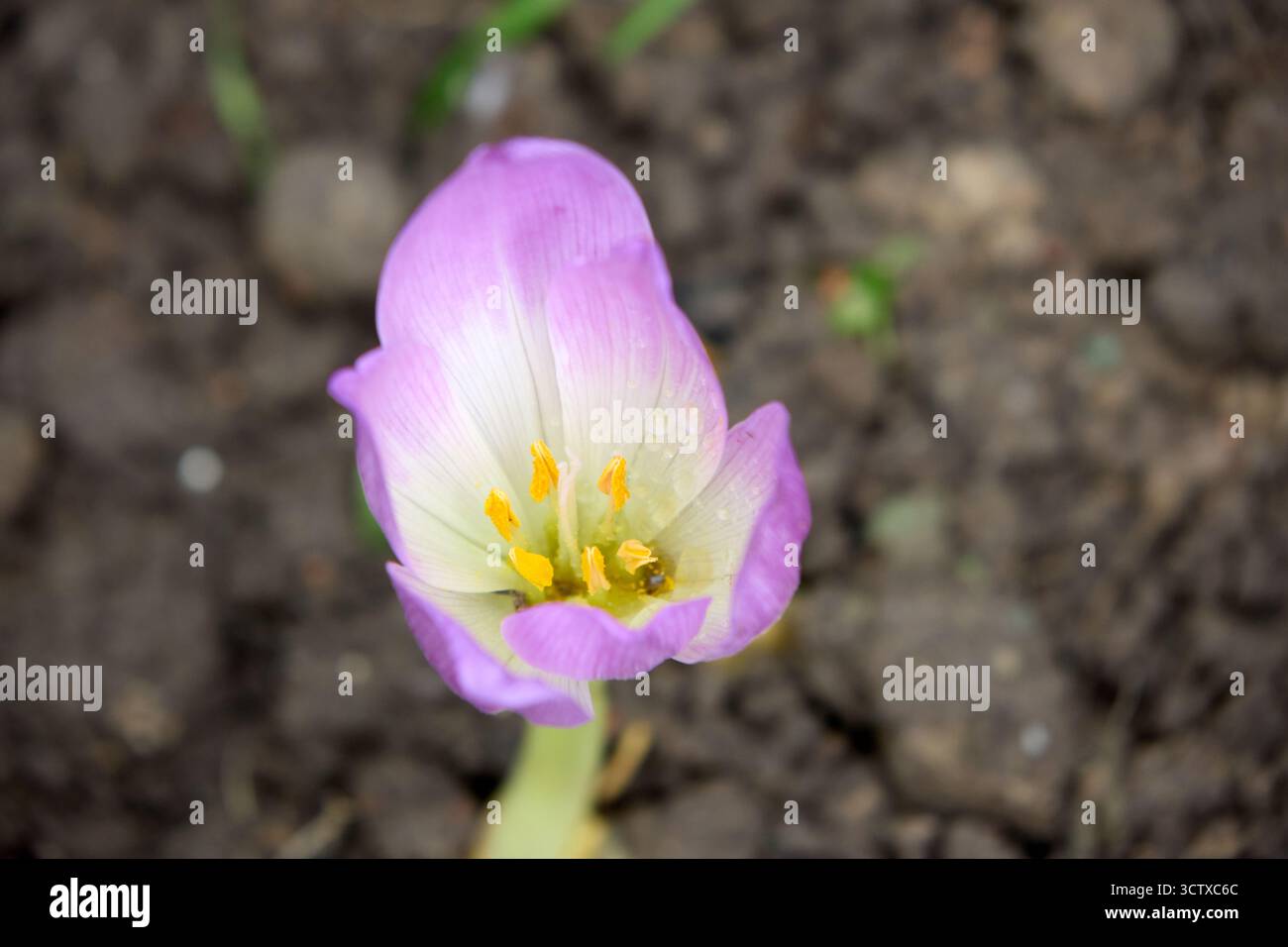 Une photo en gros plan et en grand angle capture la délicate beauté d'un crocus d'automne violet et blanc, sur fond de sol riche et fertile. Banque D'Images