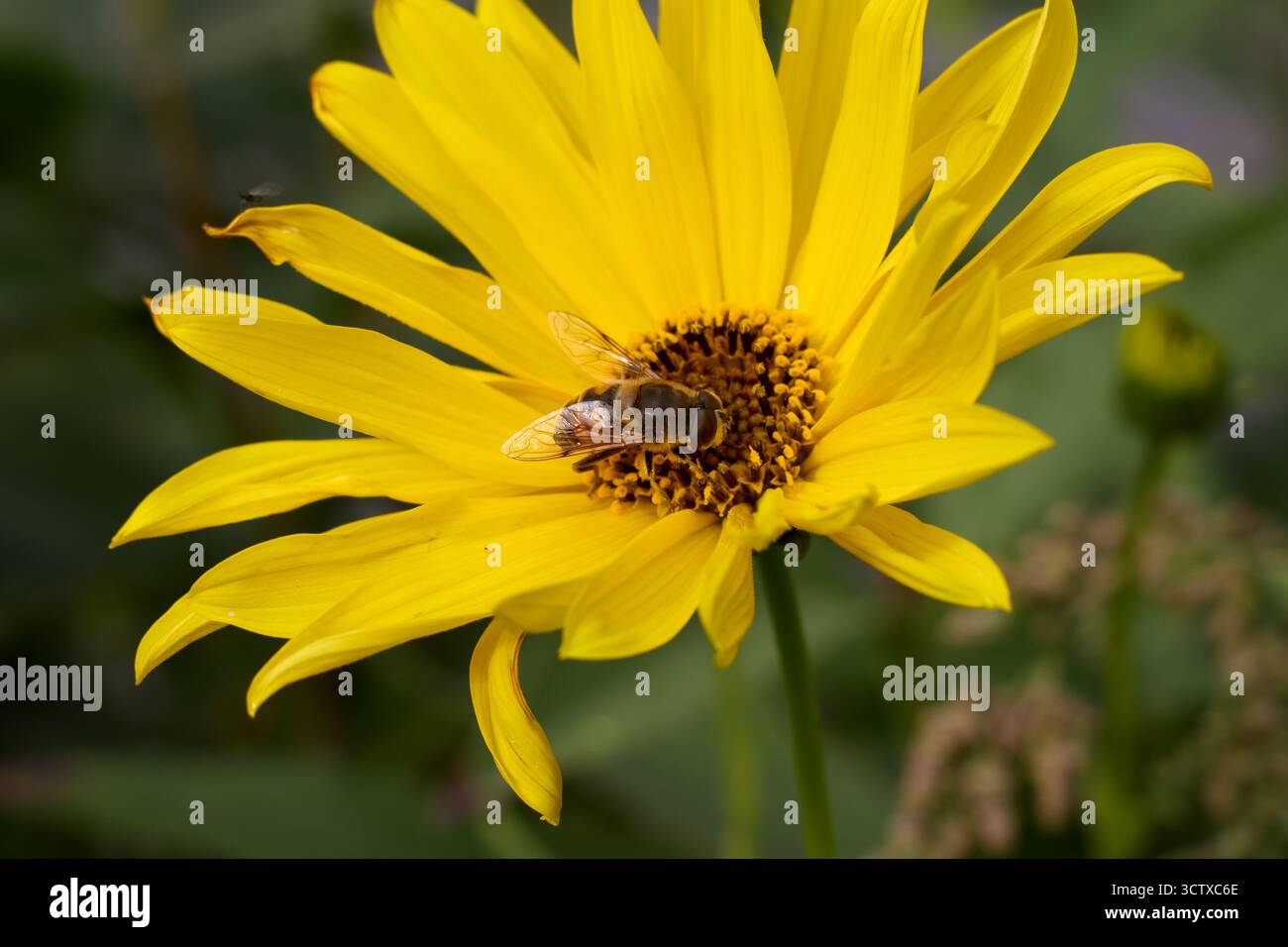 Gros plan d'une belle fleur jaune avec une mouche perchée sur ses pétales, entourée d'une toile de fond de feuillage vert doux, la beauté de la nature. Banque D'Images