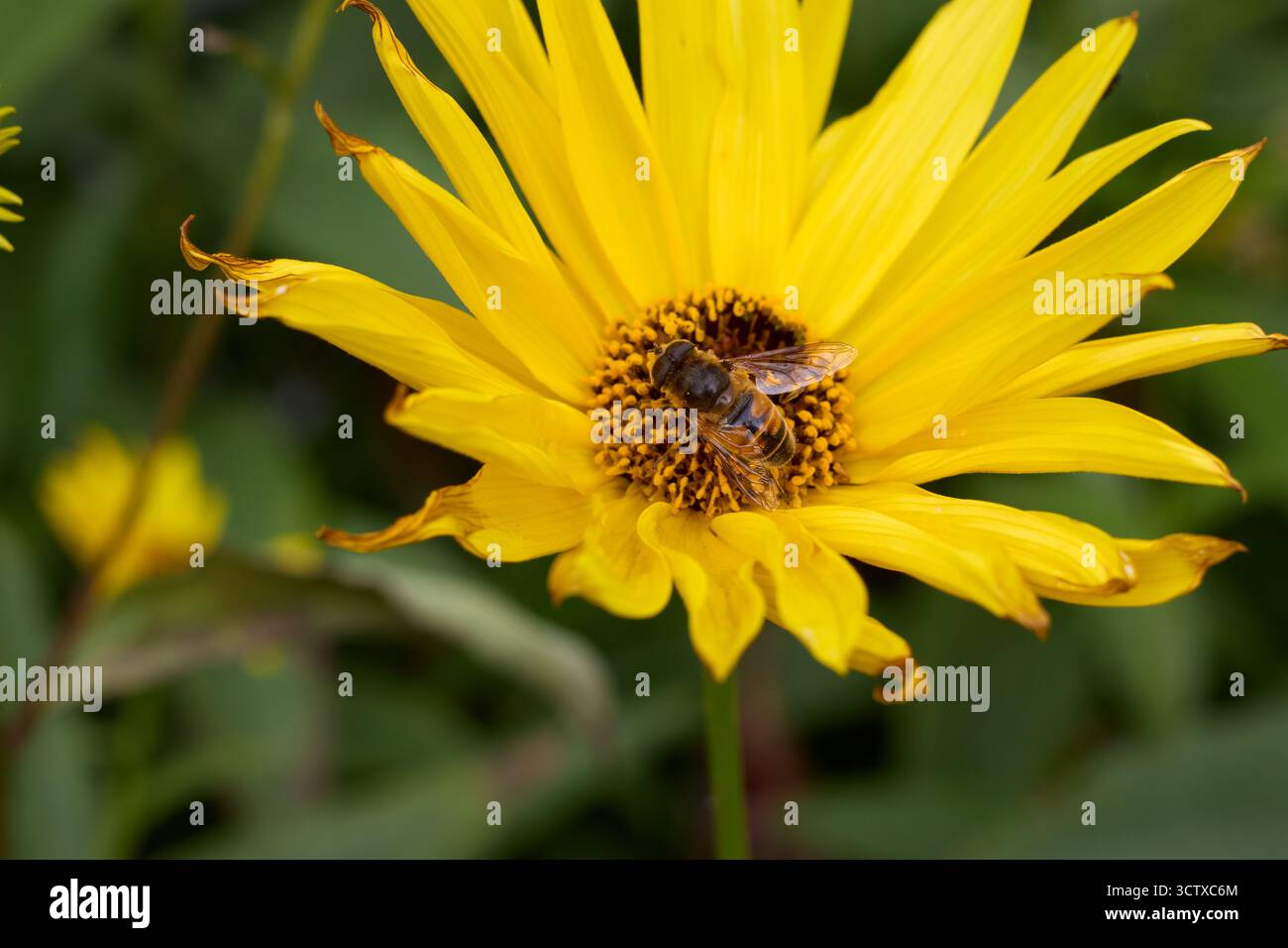 Gros plan d'une abeille recueillant du pollen d'une fleur jaune éclatante, créant un mélange harmonieux de beauté de la nature et d'activité industrielle. Banque D'Images
