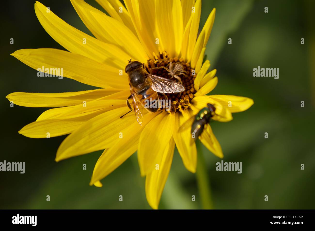 Gros plan d'une fleur jaune vibrante avec des détails complexes, accueillant un hoverfly, une mouche verte et une petite araignée crabe, créant un écosystème miniature. Banque D'Images