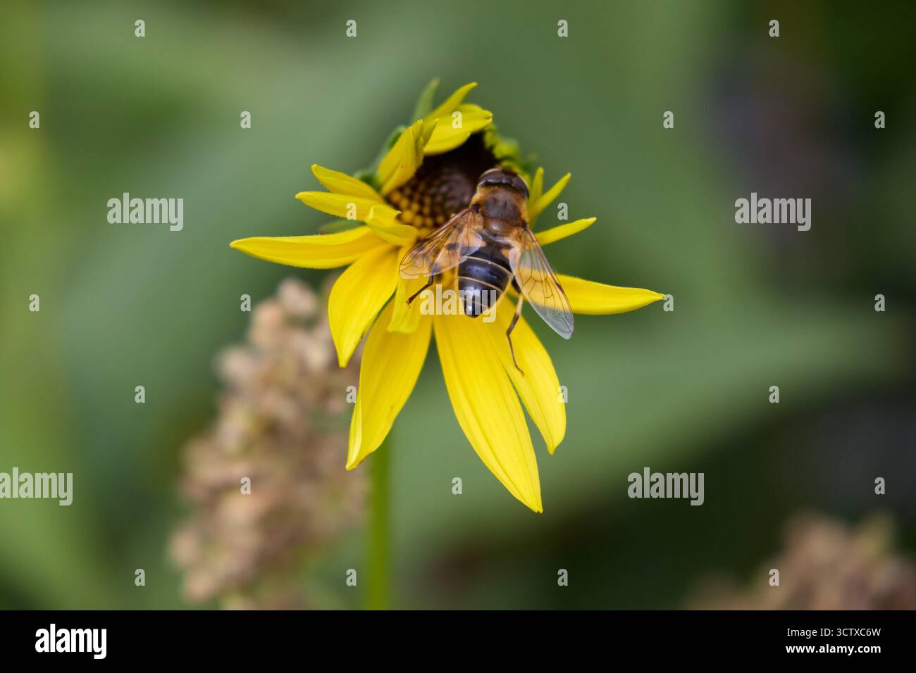 Une fleur jaune vibrante de Rudbeckia, également connue sous le nom de Susan aux yeux noirs, accueille une mouche aérienne se nourrissant diligemment de son nectar dans un cadre naturel en plein air. Banque D'Images