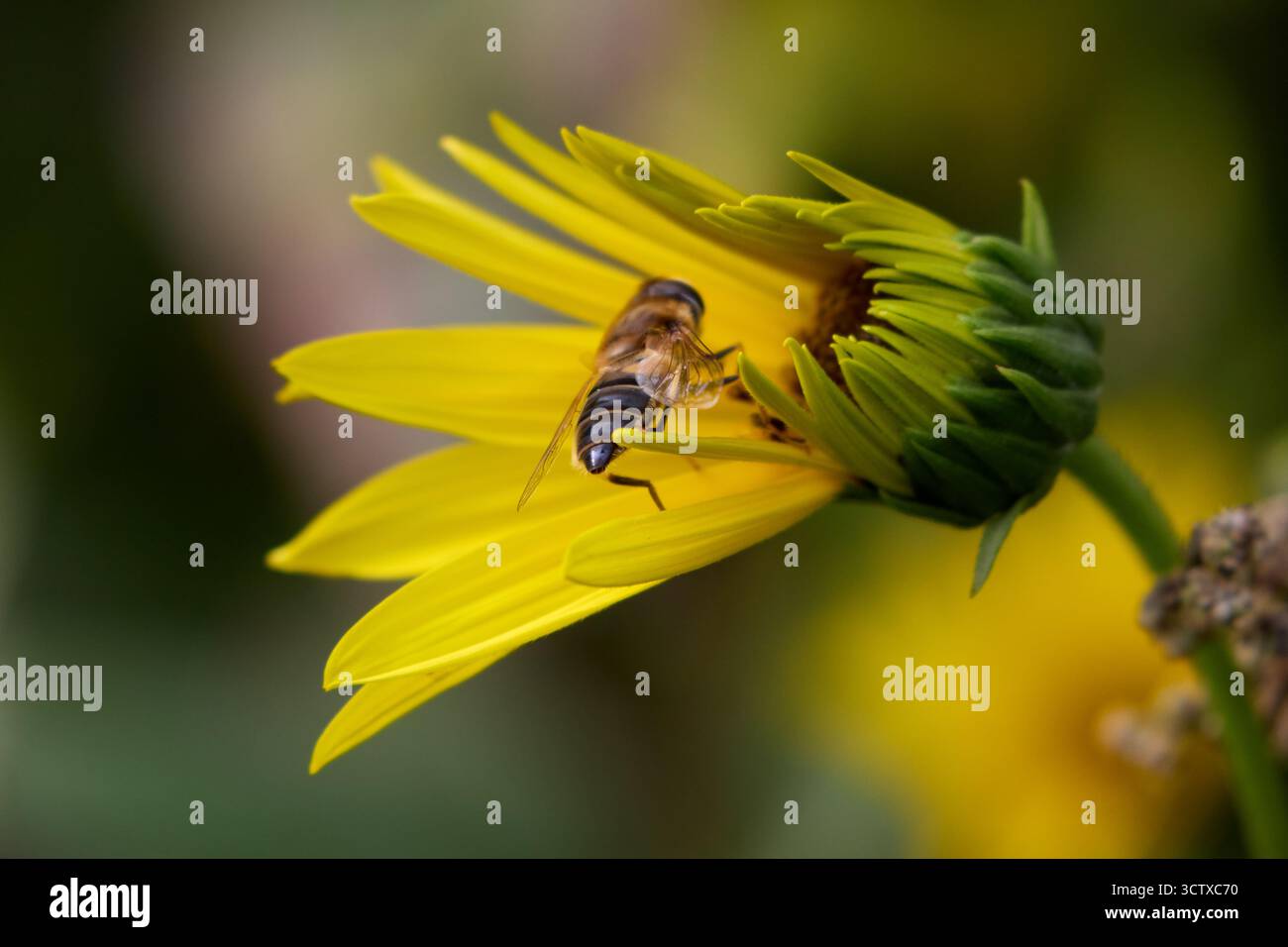Photo macro d'un hoverfly perché sur une fleur jaune éclatante, mettant en valeur la beauté de la nature et les interactions insectes-fleurs dans le monde naturel. Banque D'Images