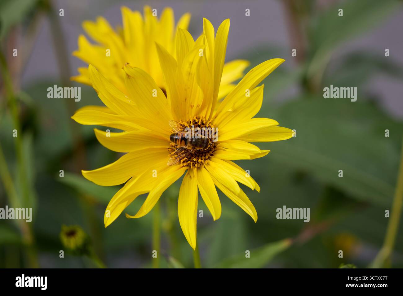 Gros plan d'une abeille perchée sur les pétales jaunes vibrants d'une Marguerite, mettant en valeur la beauté complexe de la nature avec un arrière-plan flou. Banque D'Images