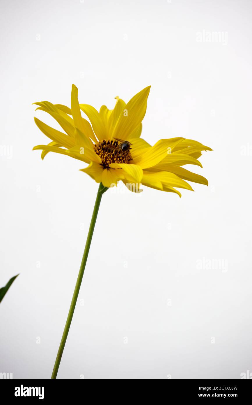 Fleur jaune délicate avec une abeille collectant le pollen, présentée sur un fond blanc propre créant un contraste visuellement attrayant. Banque D'Images