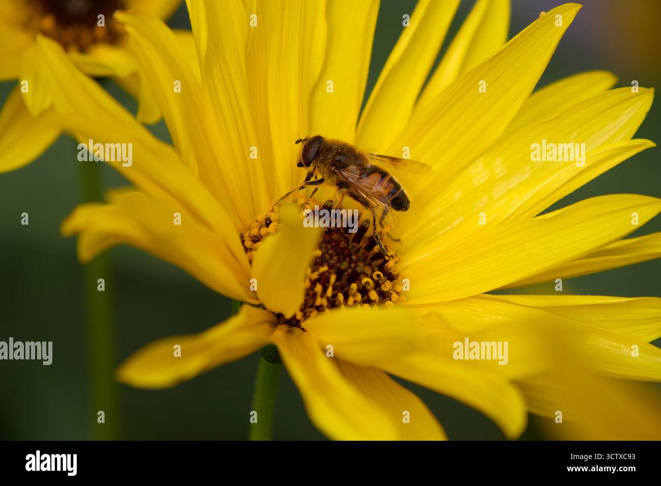 Une belle mouche recouverte de pollen se trouve sur une fleur jaune vif, recueillant du nectar, des gros plans et des macrophotos. Scène printanière florale. Banque D'Images