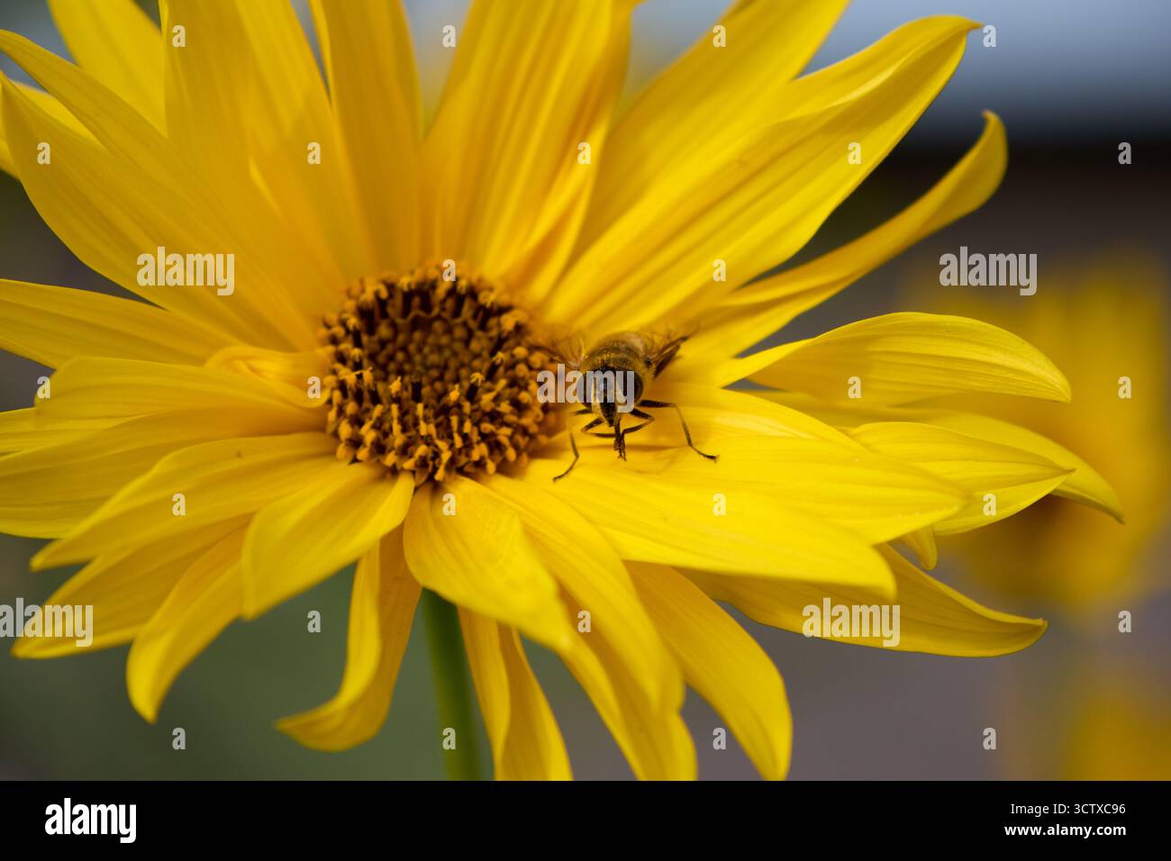 Un gros plan capture un petit hoverfly délicatement perché sur une fleur jaune éclatante, ses détails fins mis en valeur par la lumière naturelle. Banque D'Images