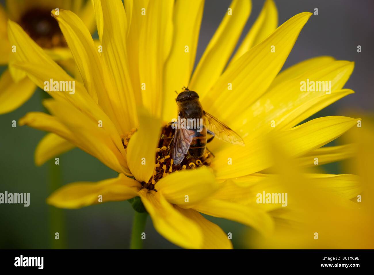 Un hoverfly délicatement posé au sommet d'une fleur jaune éclatante, recueillant diligemment le pollen par une journée brillante, mettant en valeur la beauté et la pollinisation de la nature Banque D'Images