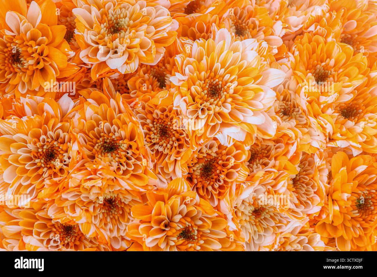 Gros plan d'un groupe de chrysanthème Orange teint. Les fleurs affichent une couleur exceptionnellement brillante et saturée, créant une texture riche et dense. Banque D'Images