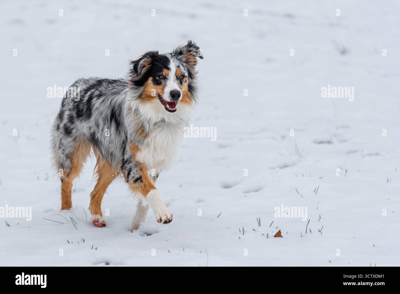 Notre chien de la famille, Piper, ne manque jamais une chance de me rejoindre pour une sortie photo, surtout quand il y a de la neige ! Son énergie et sa joie infinies rappellent M. Banque D'Images