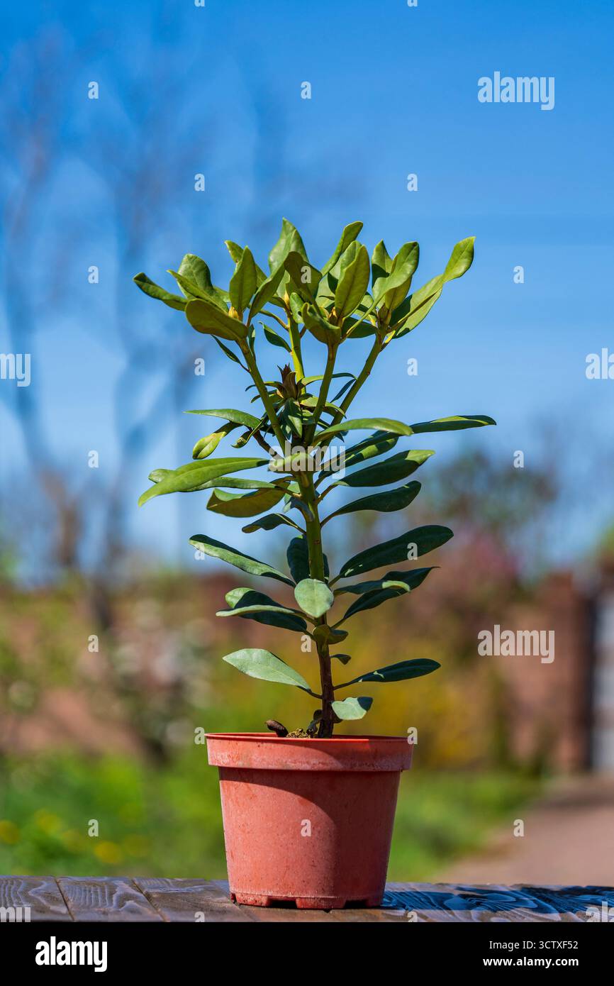 rhododendron buisson dans un pot en plastique noir sur une terrasse grise en bois, préparation de plants pour la plantation au printemps, rhododendron en fleurs Banque D'Images