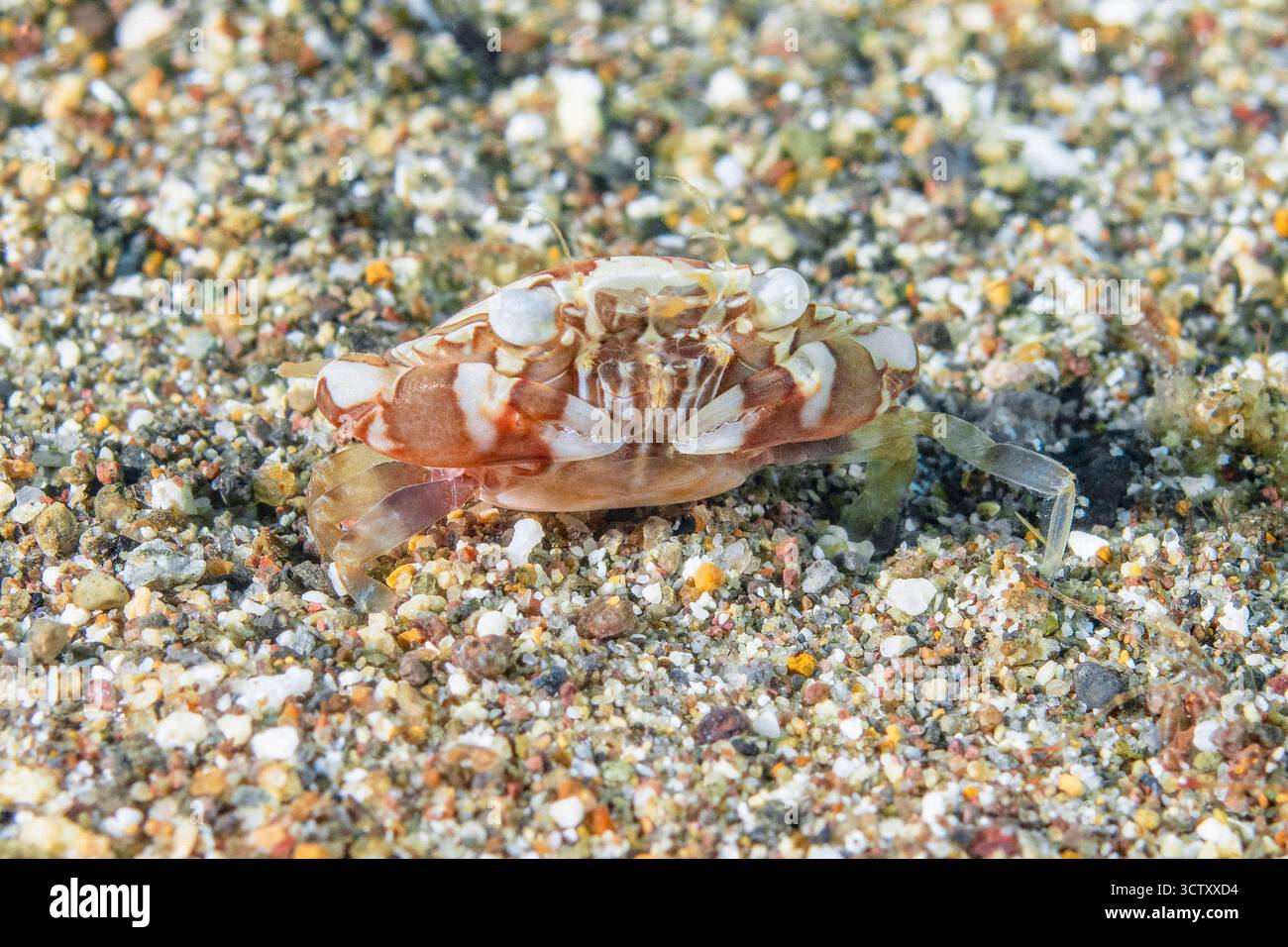 Crabe, Lissocarcinus laevis, Mabini, Anilao, Batangas, île de Luzon, Philippines, océan Pacifique Banque D'Images