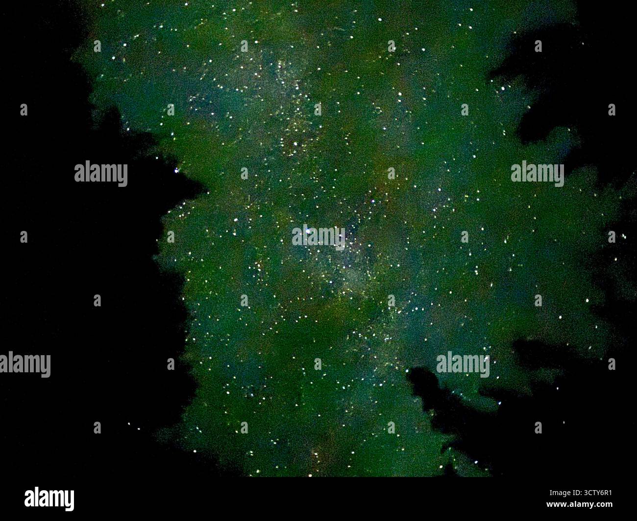 Sans pollution lumineuse à proximité, regarder entre les arbres vers un beau ciel rempli d'étoiles avec une aura verte est comme regarder dans une zone crépusculaire. - Image de stock capturée avec un smartphone