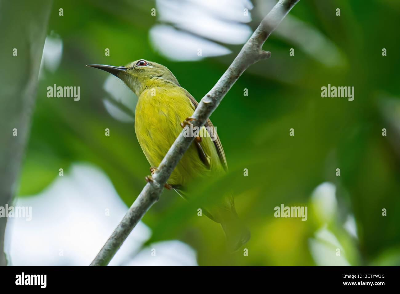 Femelle plaine sunbird, avec son plumage vert olive, perché attentivement sur une branche d'arbre, entouré de feuilles vertes luxuriantes et de lumière naturelle créant un Banque D'Images