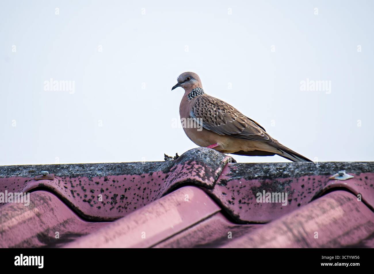 Colombe repérée profitant de son habitat urbain, reposant calmement sur une crête de toit rouge texturée contre un ciel clair, mettant en valeur son plumage distinctif et sauvage Banque D'Images