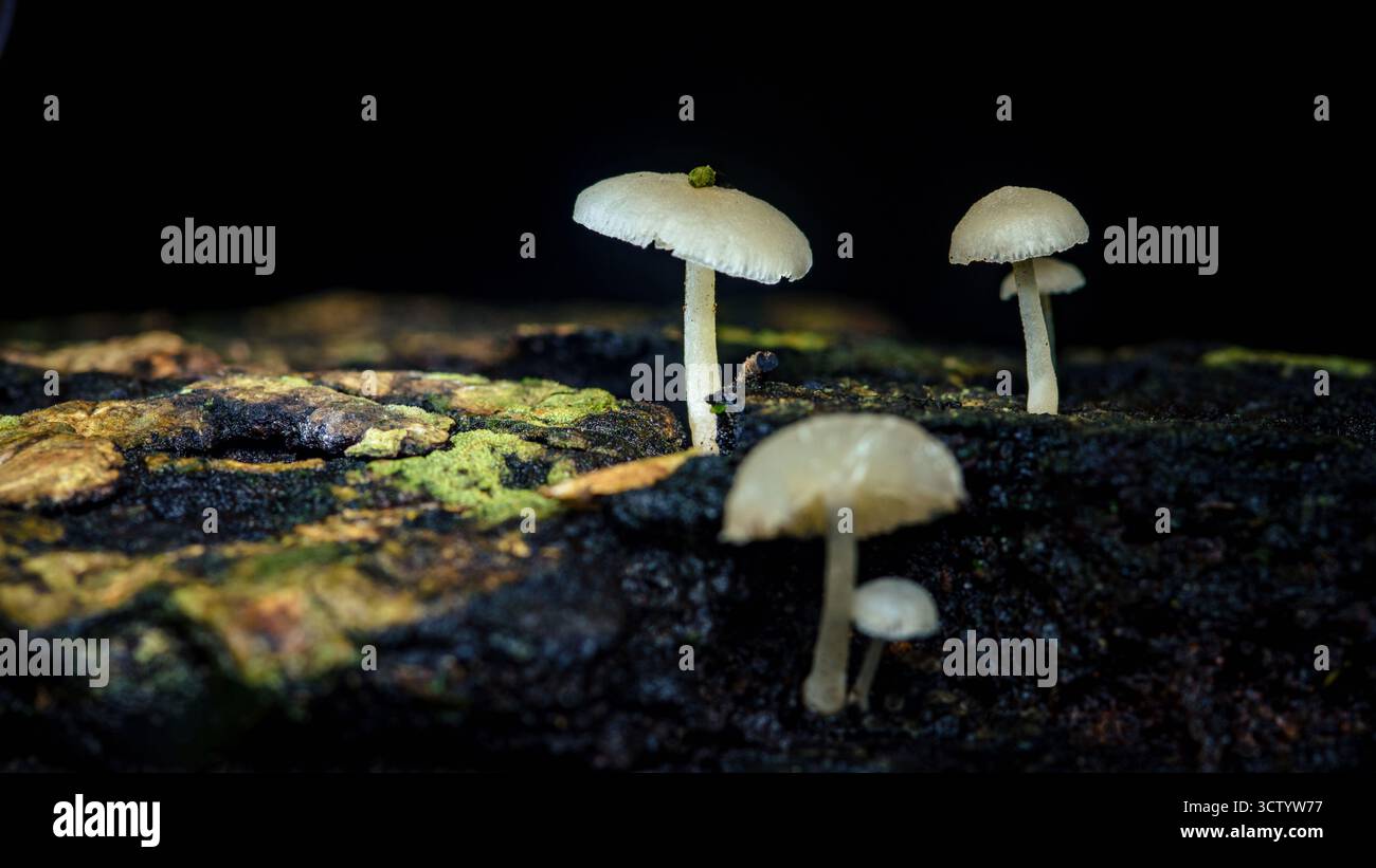 De petits champignons blancs émergent d’un bois sombre et humide recouvert de mousse verte, mettant en évidence les thèmes de la nature, de la croissance et des petits détails de la forêt Banque D'Images