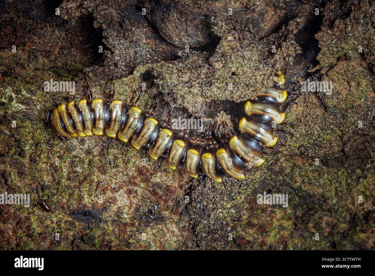 Millipèdes rampant sur la surface texturée d'un morceau d'écorce, mettant en valeur son corps segmenté jaune et noir et de nombreuses pattes dans un habi naturel de la faune Banque D'Images