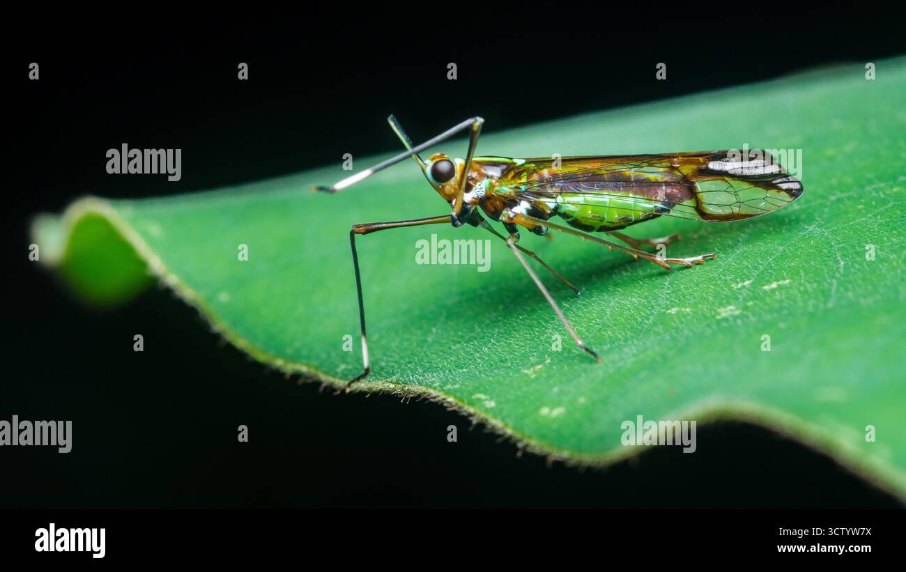 Insecte végétal irisé avec sa coloration unique et ses ailes délicates debout intensément sur une feuille verte vibrante, mettant en valeur des détails complexes en gros plan Banque D'Images