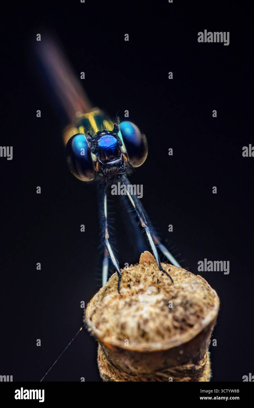 Damselfly reposant sur une tige de plante, ses yeux composés bleus proéminents et les détails complexes du visage capturés en gros plan sur un fond sombre, hig Banque D'Images