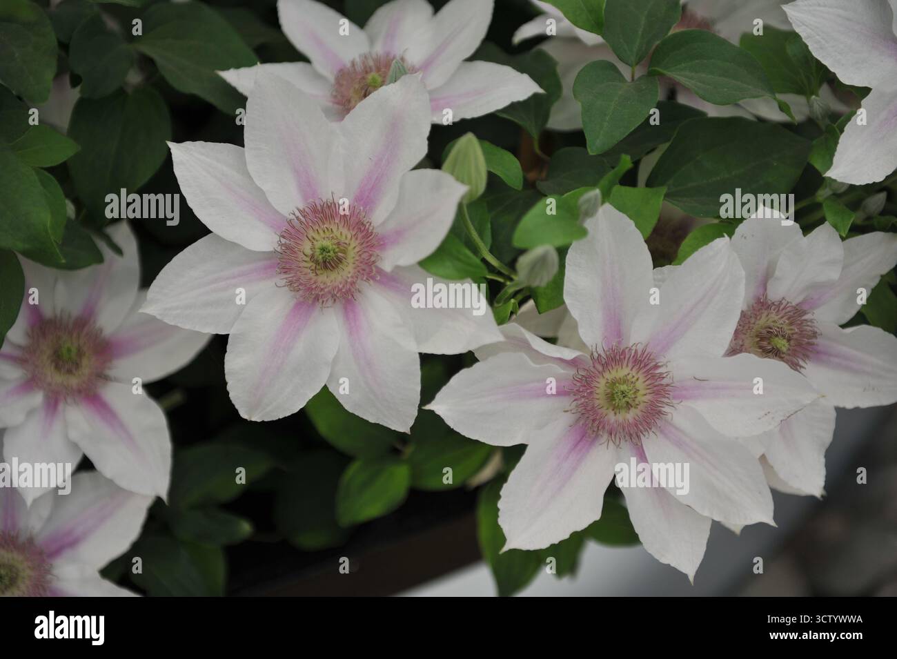 Blanc avec des teintes violettes Clematis Corinne fleurit sur une exposition en mai Banque D'Images