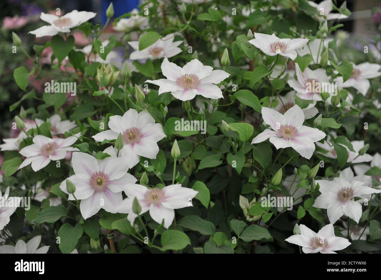 Blanc avec des teintes violettes Clematis Corinne fleurit sur une exposition en mai Banque D'Images