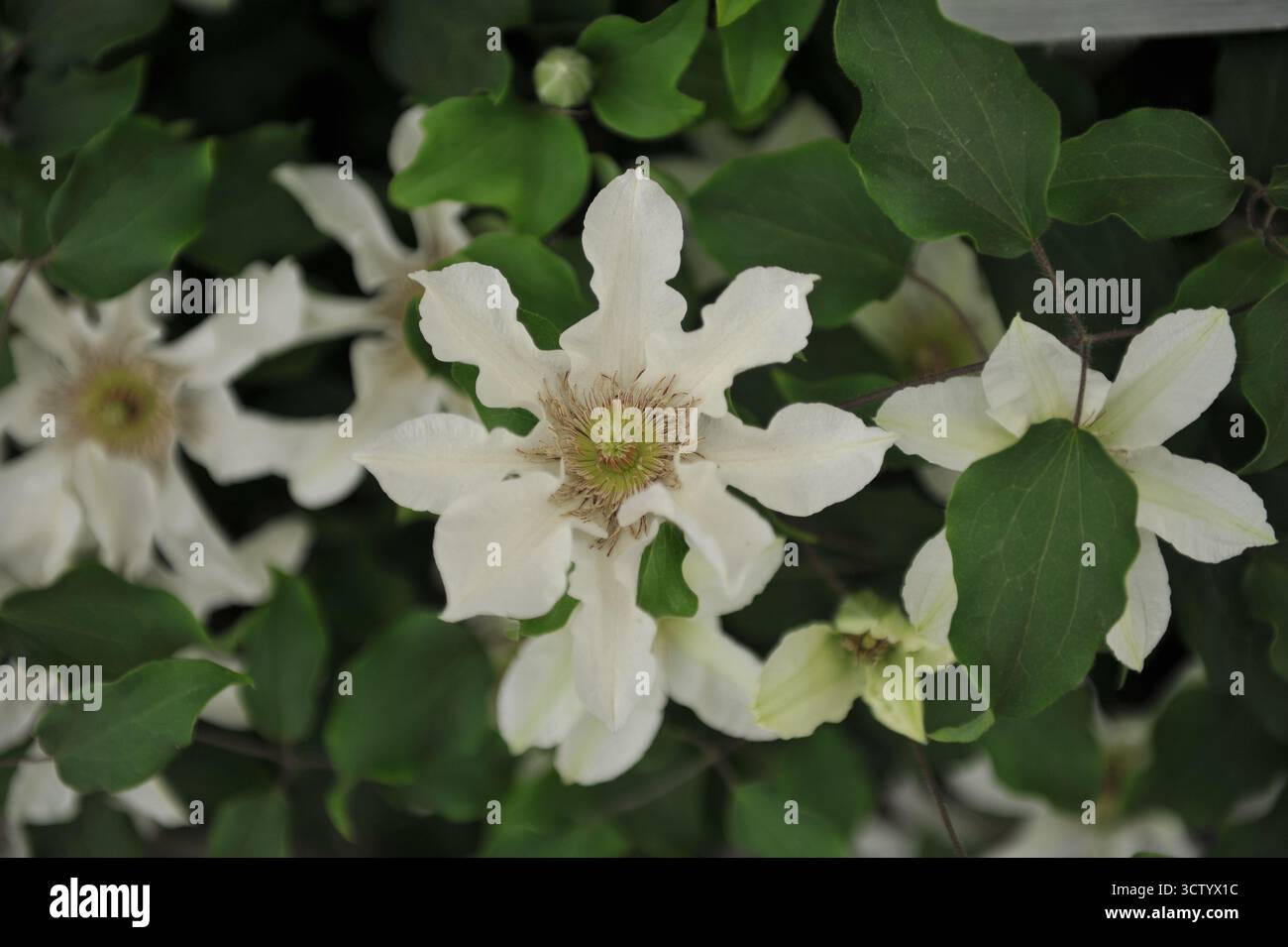 Clematis Kitty blanche à grandes fleurs fleurit lors d'une exposition en mai Banque D'Images
