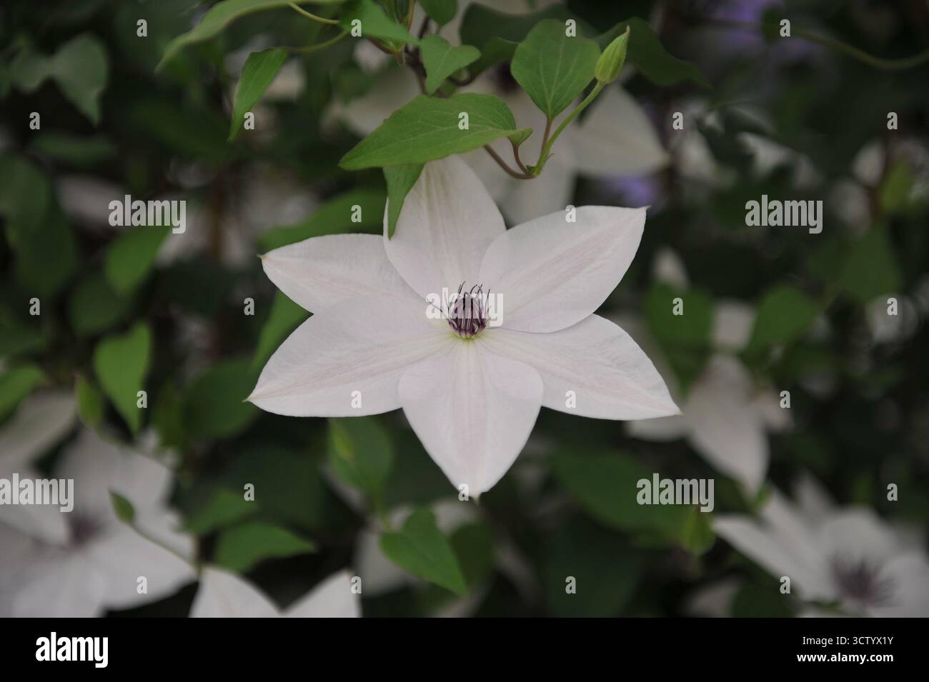 Clematis Tsukiko blanche à grandes fleurs fleurit lors d'une exposition en mai Banque D'Images