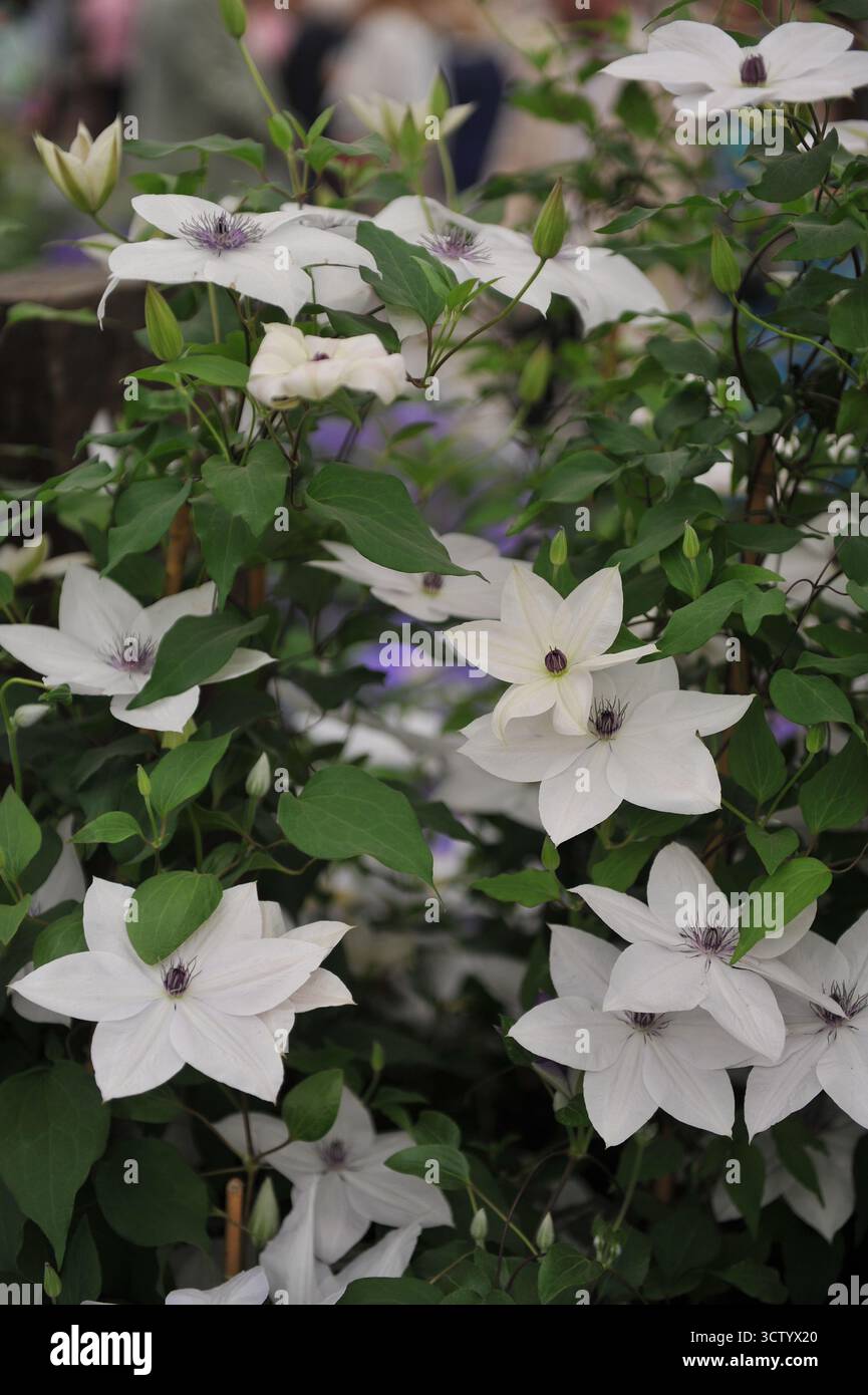 Clematis Tsukiko blanche à grandes fleurs fleurit lors d'une exposition en mai Banque D'Images