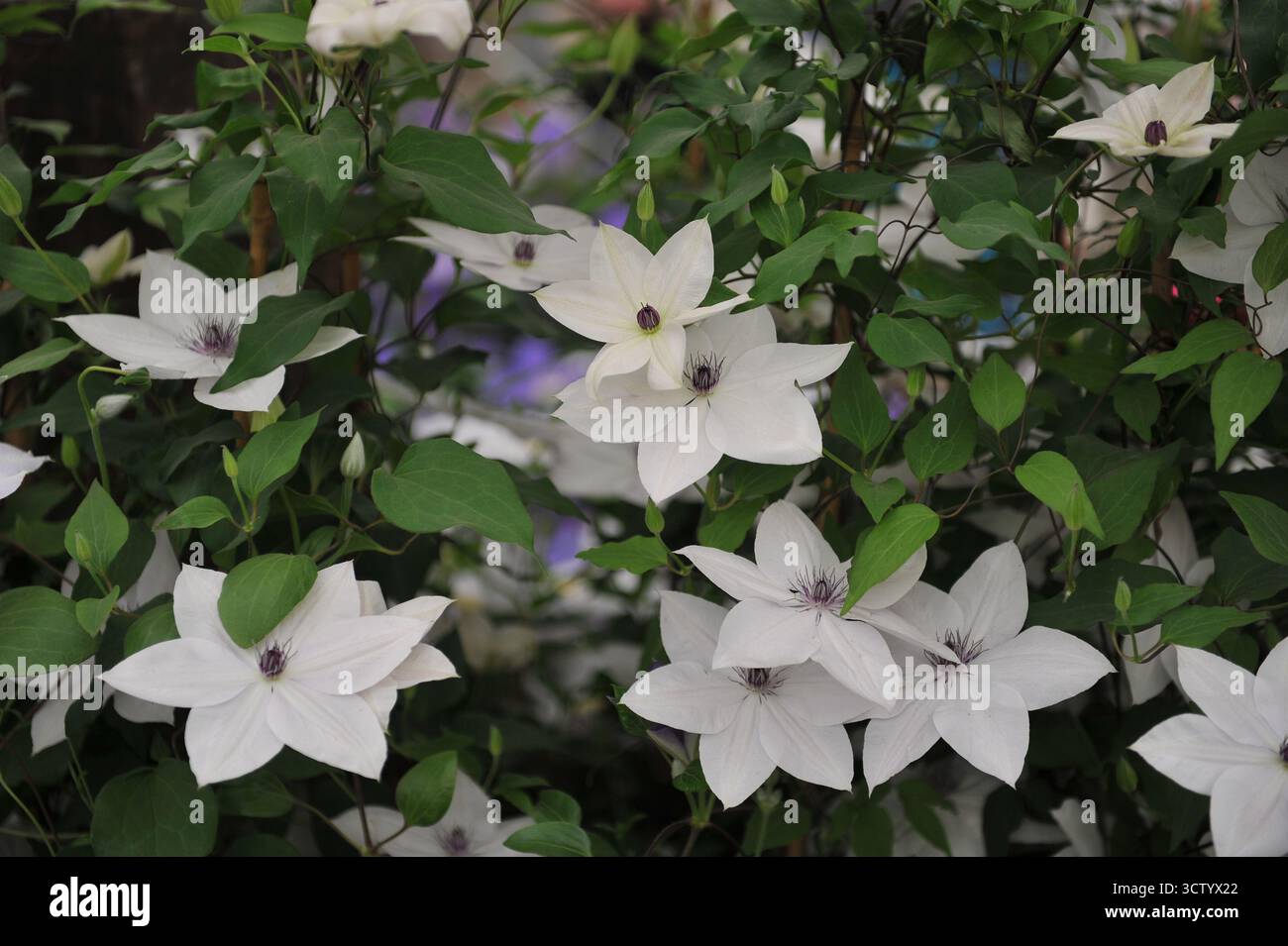 Clematis Tsukiko blanche à grandes fleurs fleurit lors d'une exposition en mai Banque D'Images