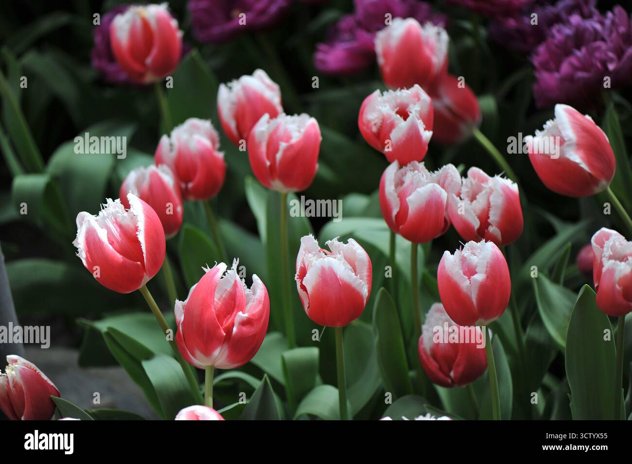 Rouge avec bords blancs tulipes frangées (Tulipa) un amour fleurit dans un jardin en avril Banque D'Images