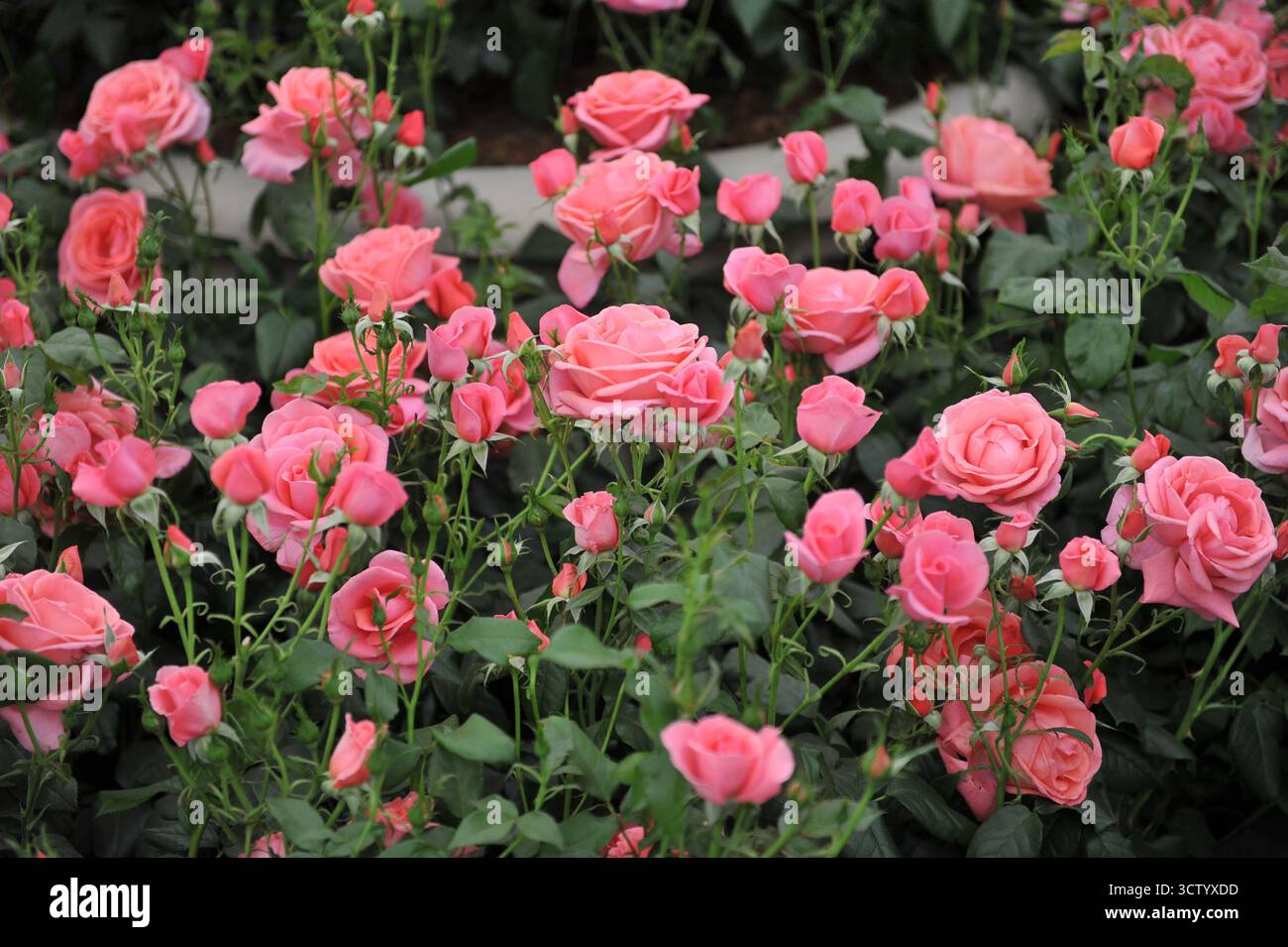 Rose anglais floribunda rose (Rosa) Catherine's Rose fleurit lors d'une exposition en mai Banque D'Images