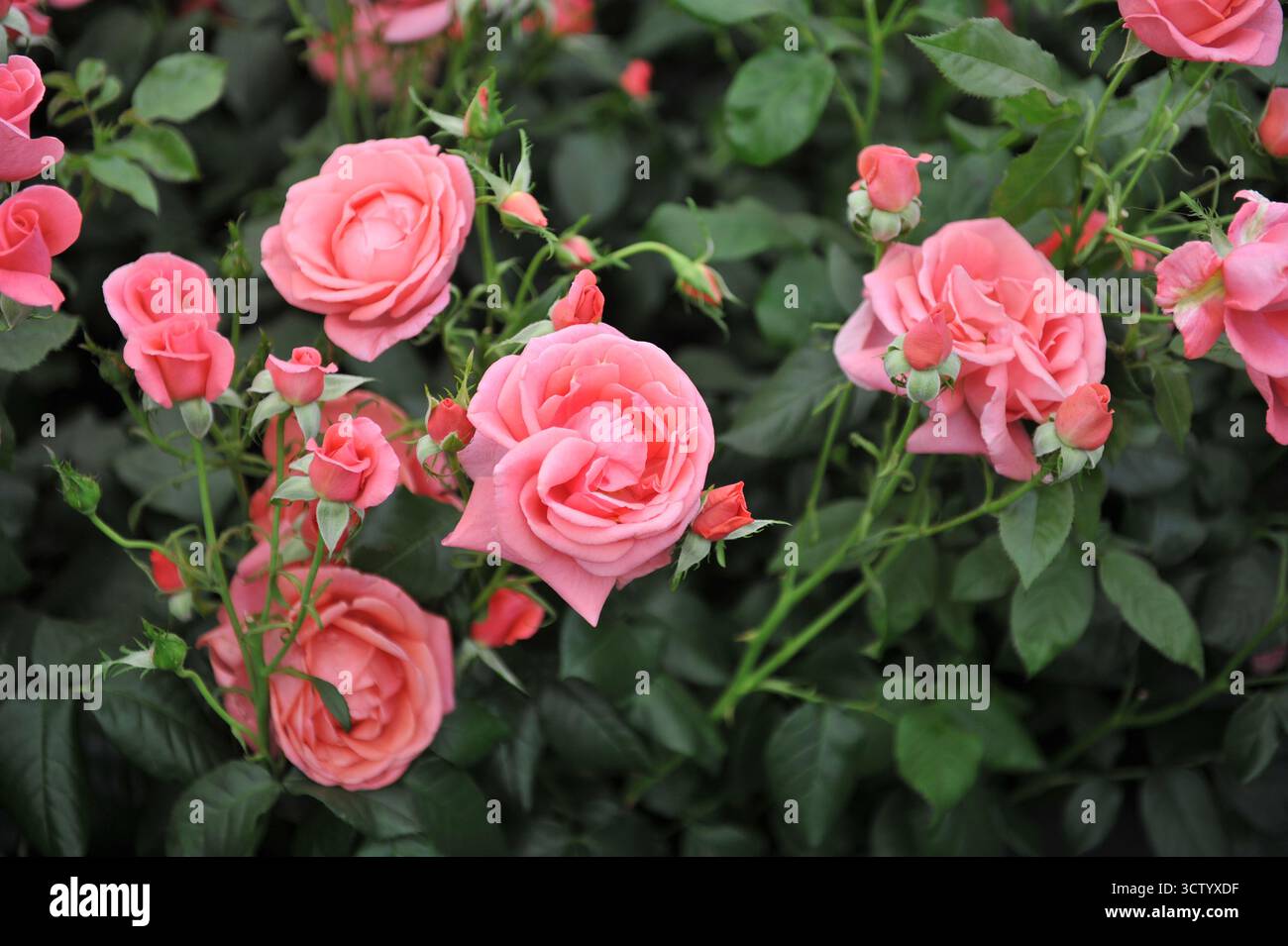 Rose anglais floribunda rose (Rosa) Catherine's Rose fleurit lors d'une exposition en mai Banque D'Images
