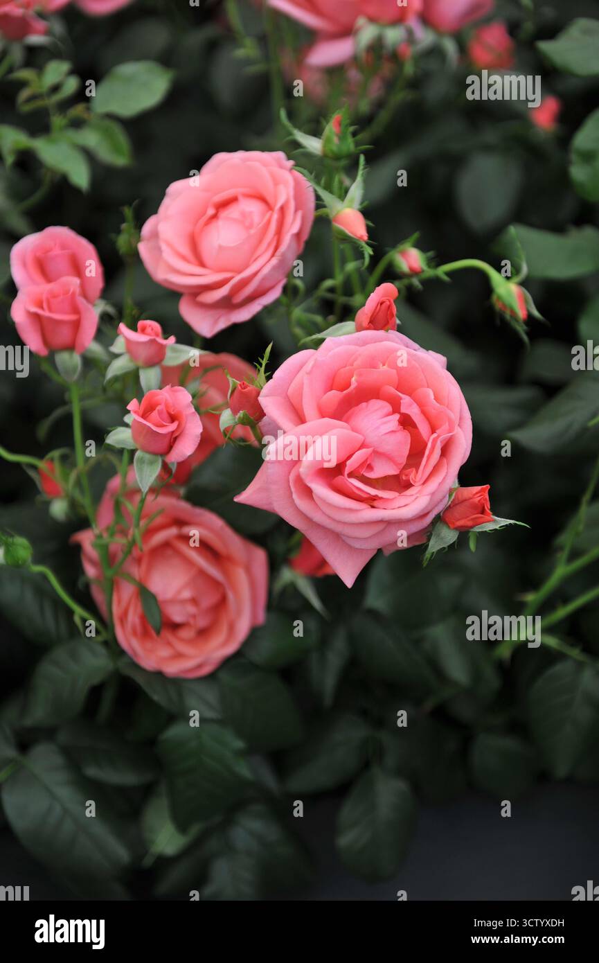Rose anglais floribunda rose (Rosa) Catherine's Rose fleurit lors d'une exposition en mai Banque D'Images